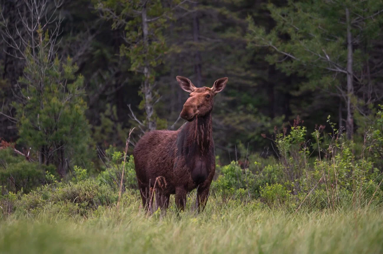 Los alces de Algonquin / El Financiero + Bloomberg.
January, 2026.
(Words and images)