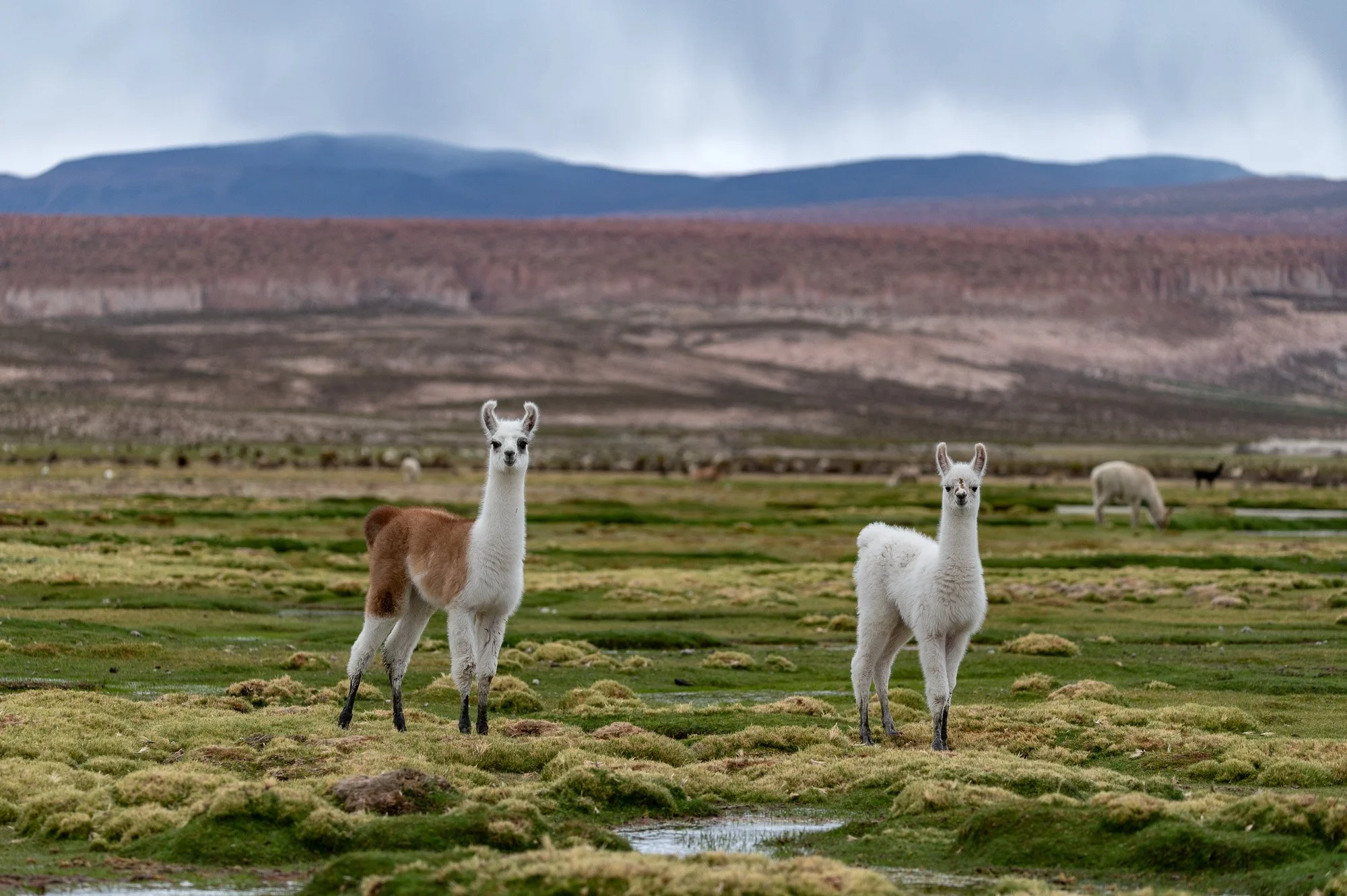 Bolivian Highland Marck Gutt JRNY-9.jpg