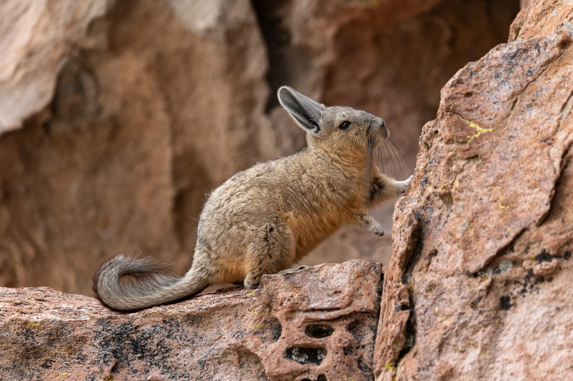 Bolivian Highland Marck Gutt JRNY-4.jpg