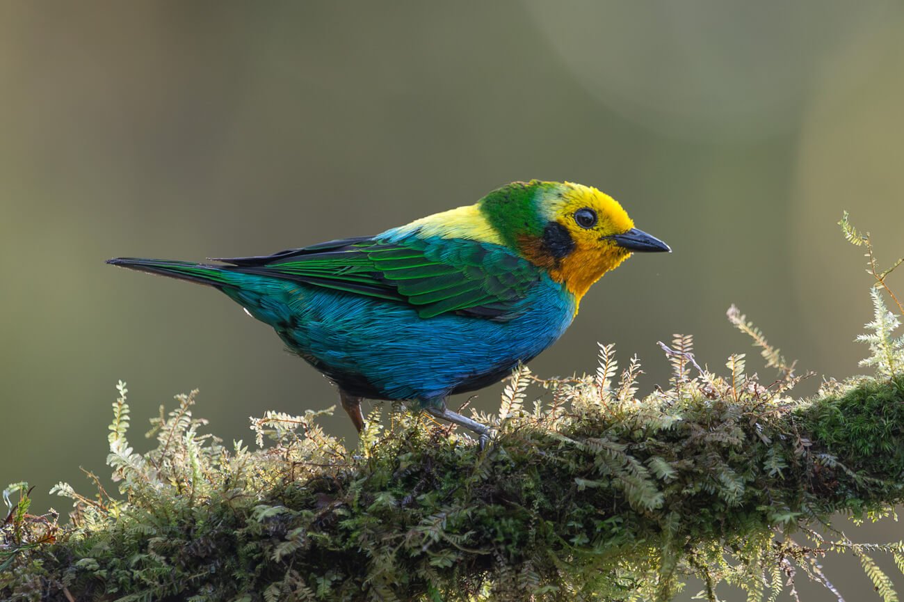 Aves de Colombia: reserva La Florida en el Valle del Cauca / Travel + Leisure en Español.
March, 2026.
(Words and images)