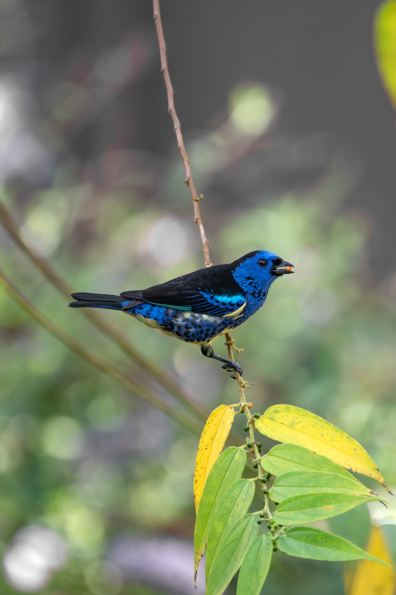 Trinidad Marck Gutt JRNY-10.jpg