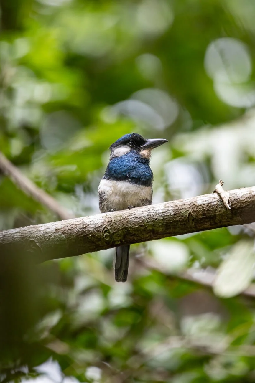 Observación de aves en Panamá: tres reservas para pajarear en el ombligo de América / Travel + Leisure en Español.
August, 2026.
(Words and images)