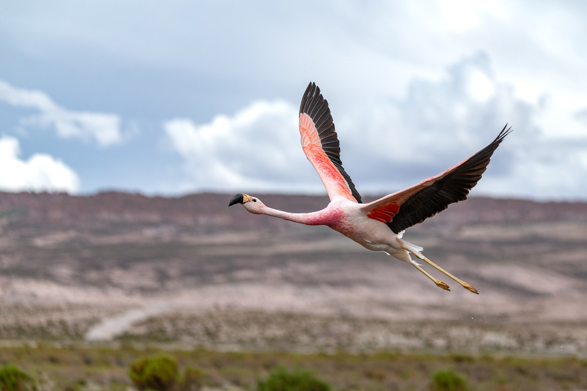 Bolivian Highland Marck Gutt JRNY-10.jpg