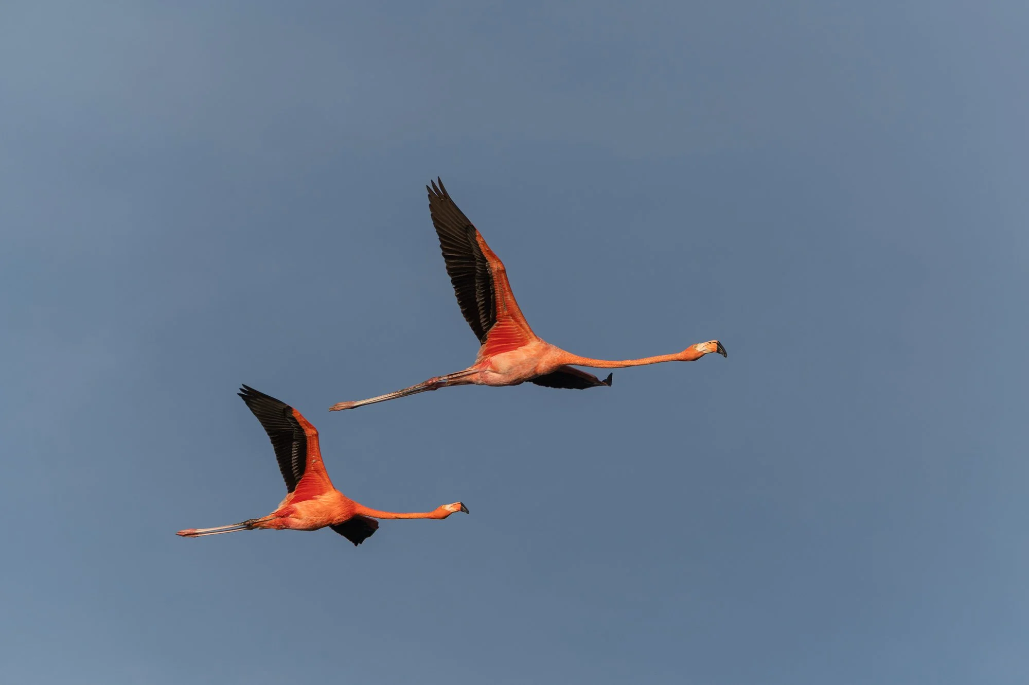 Trinidad Marck Gutt JRNY-3.jpg