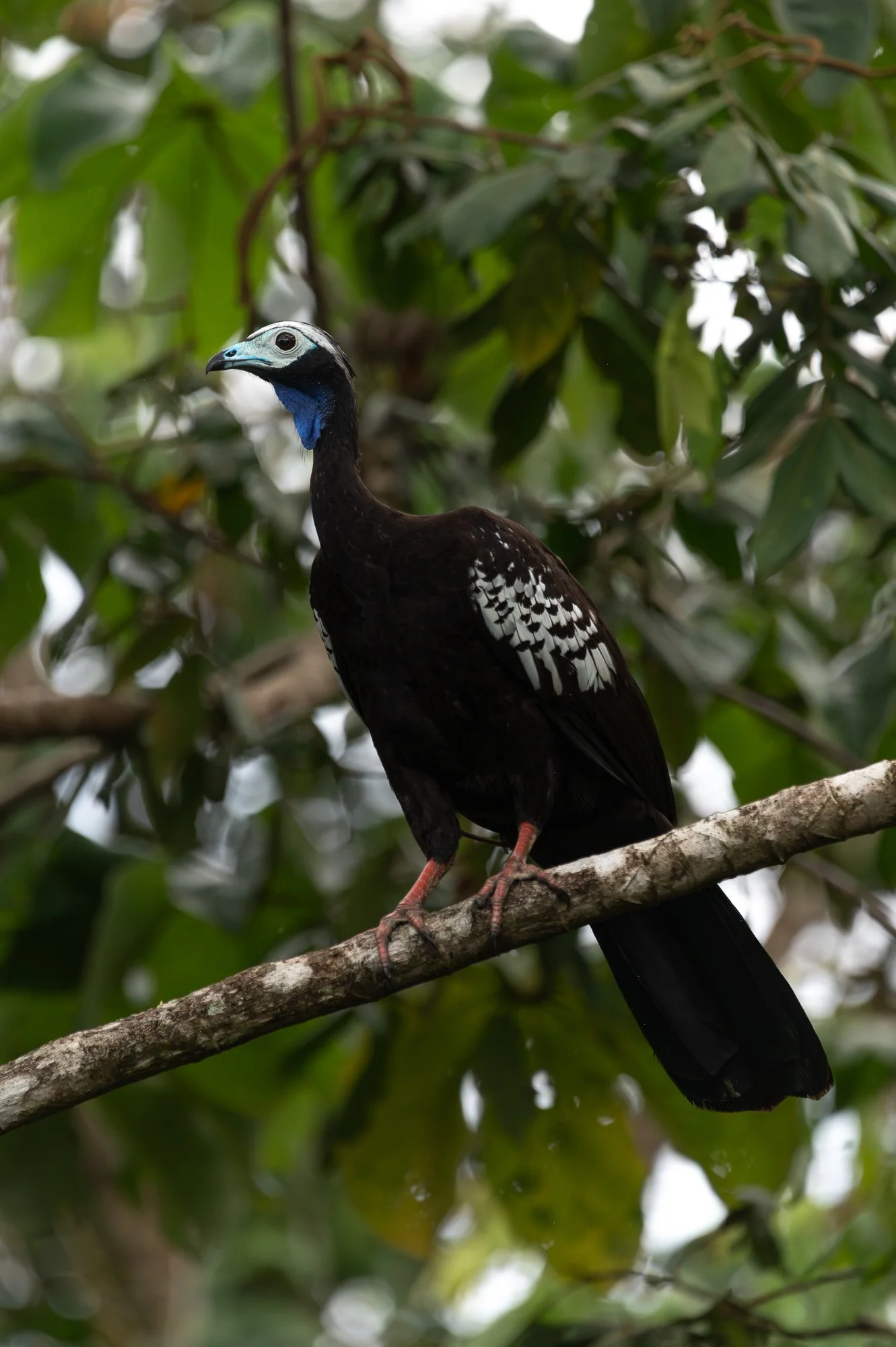 Trinidad Marck Gutt JRNY-6.jpg