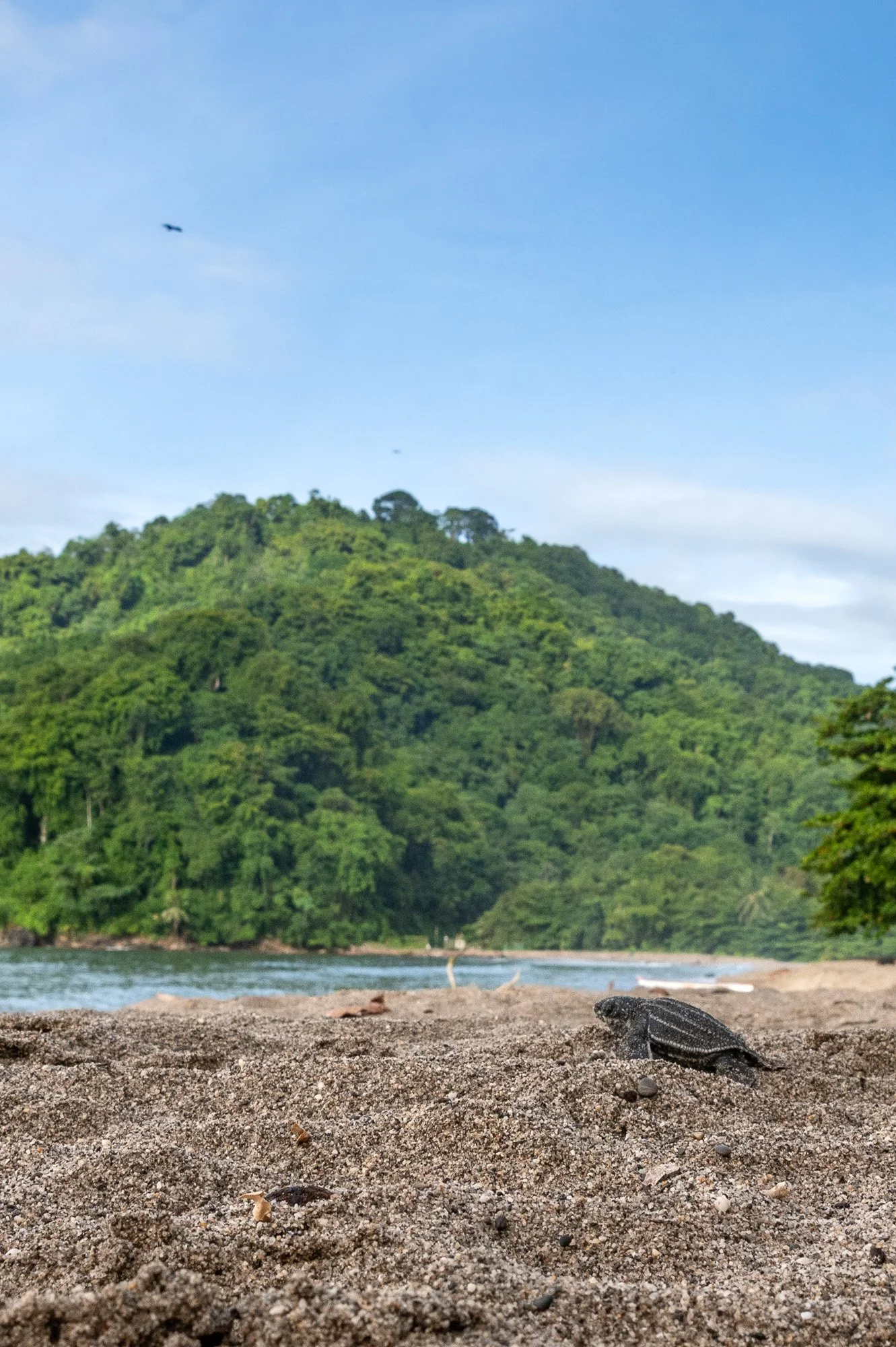 Trinidad Marck Gutt JRNY-5.jpg