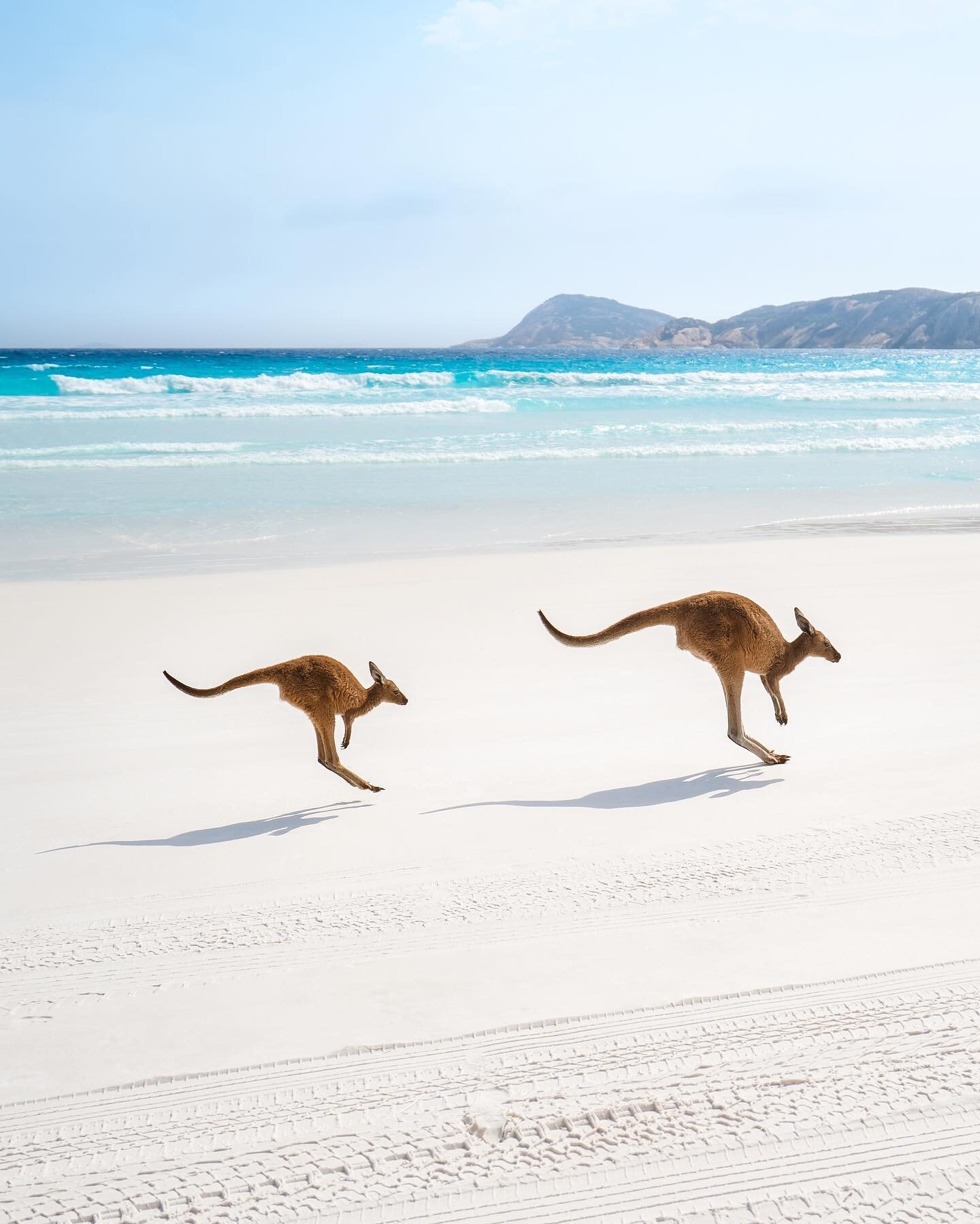 Is this the worlds best beach ? 
With kangaroos and perfect turquoise water, why wouldn&rsquo;t it be!

#thisiwa #wathedreamstate #perthisok #seeaustralia