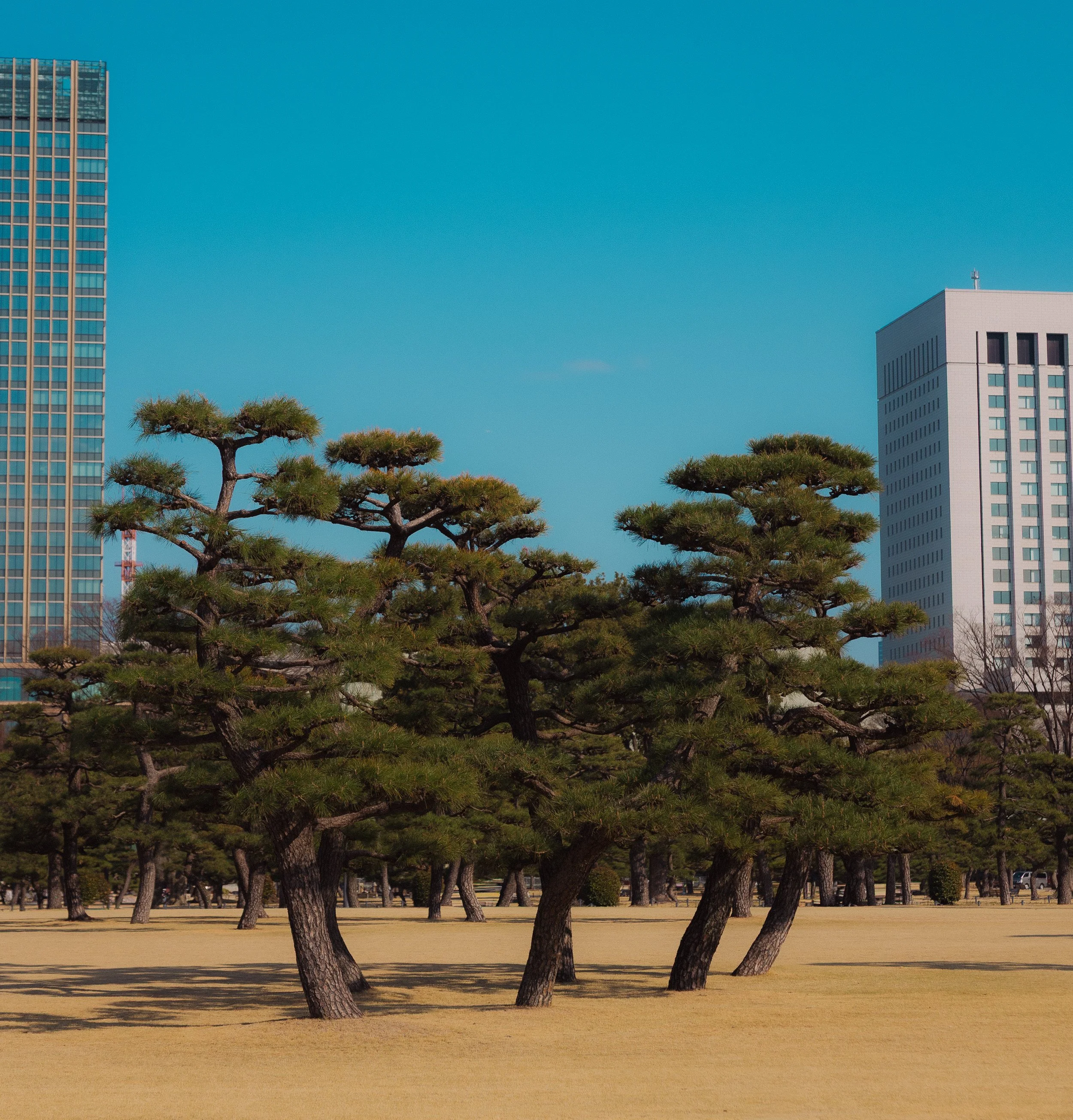 NL_Tokyo-331.jpg