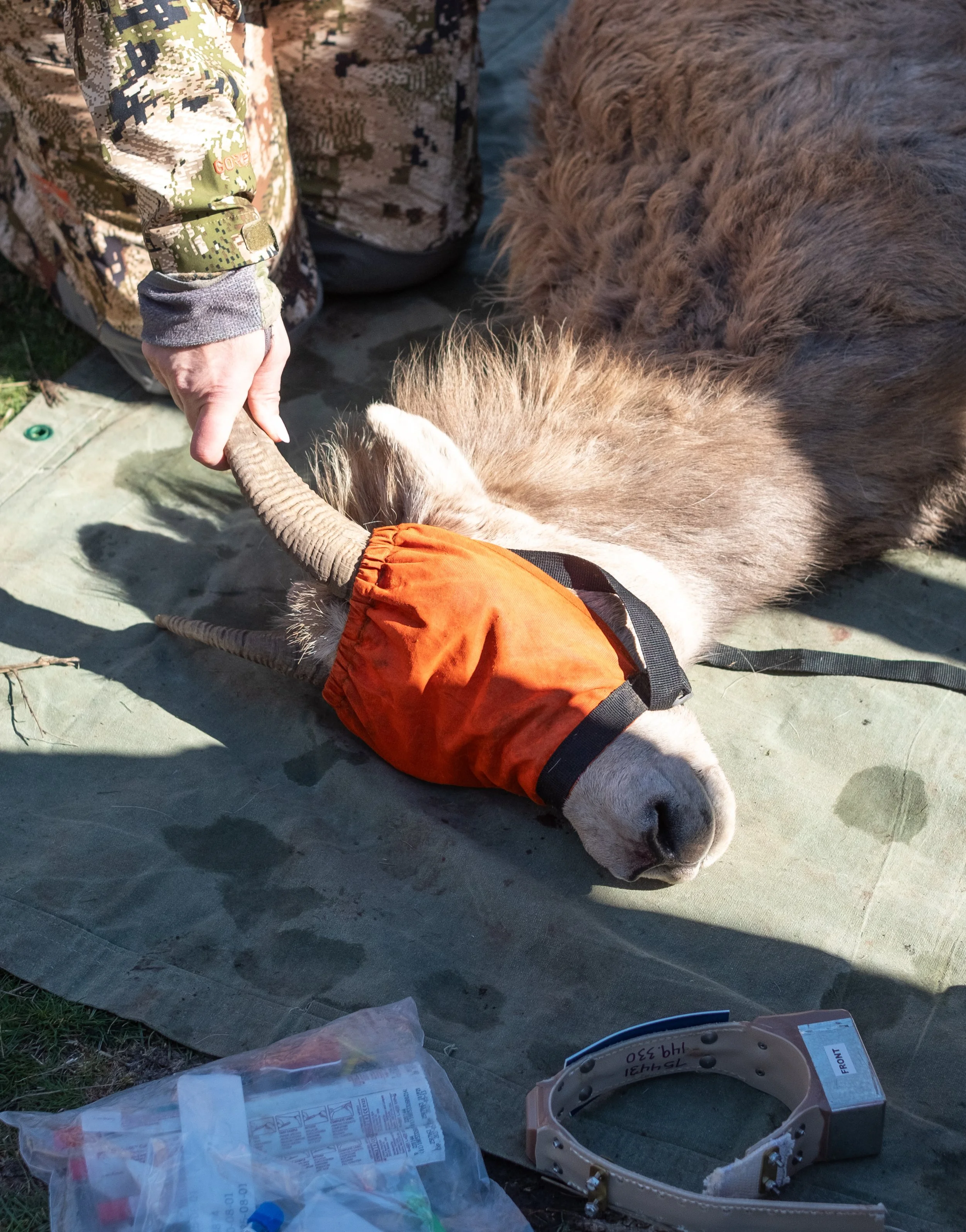 bighorn_sheep_07.JPG