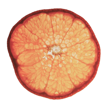dried orange slice cut out