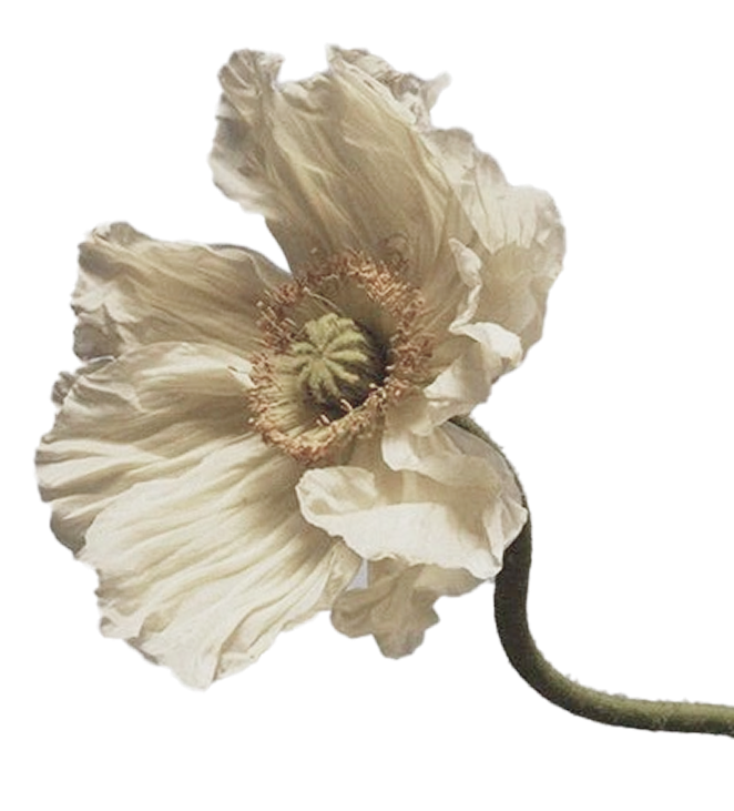 white magnolia flower cut out