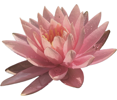 pink lotus flower