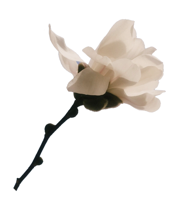 white magnolia flower