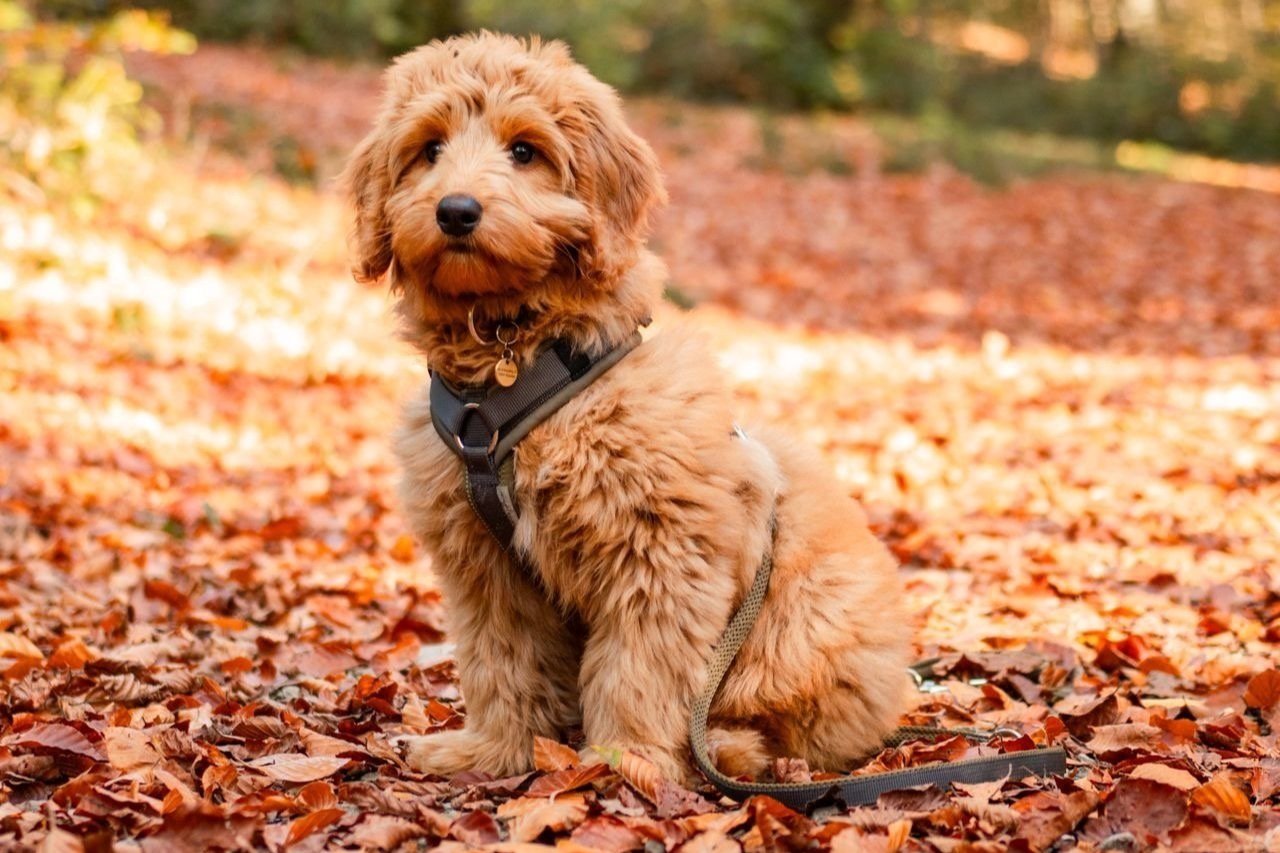 Tollerdoodle Rosy 2026