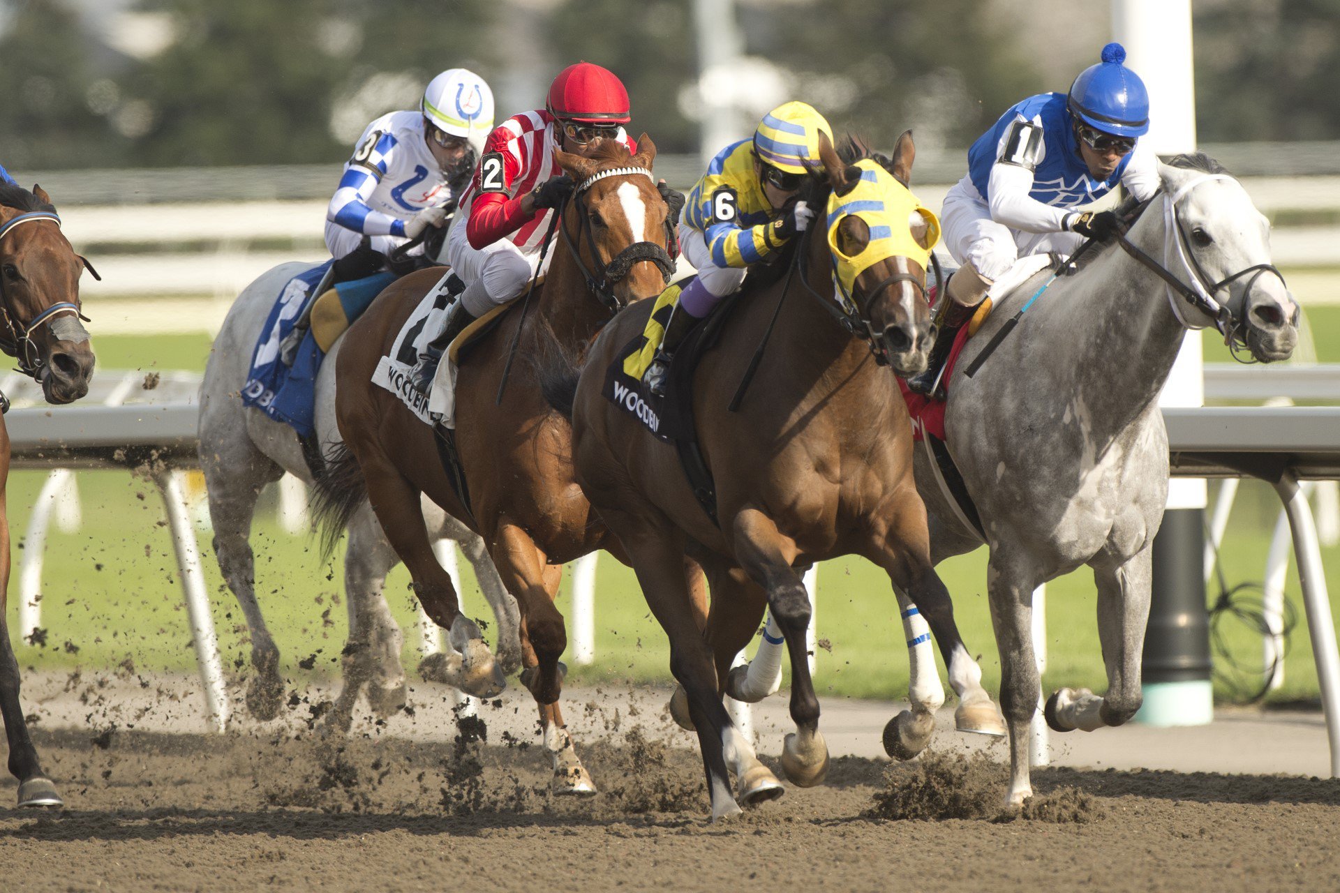 Patches O’Houlihan wins the G3 Virgil Stakes — Canadian Thoroughbred