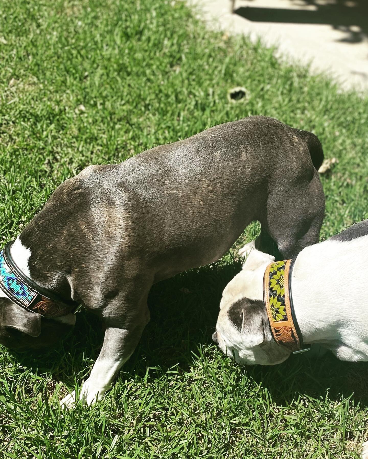 Beautiful new range of hand crafted dog collars just arrived.. here are just a few❤️ #dogcollars #artisancollars #dogsofinsta #dogsofaustralia #dogslife #collarsfordogs #collarsandleads #doglover #dogstyle #gippsland #dogslife #puppylove #puppers