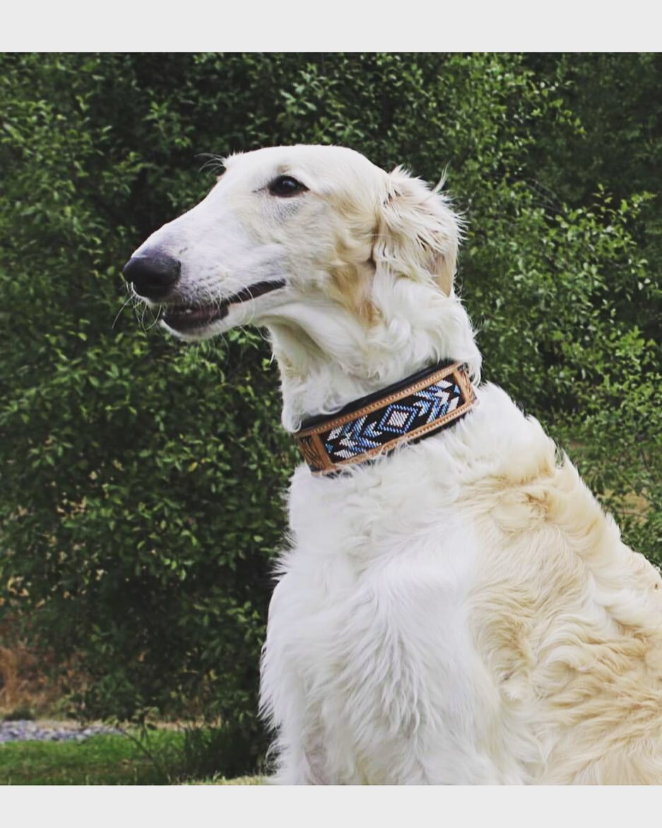 Beautiful handcrafted leather collars .. shop on our website www.sundaybest.com.au  #dogsofinstagram #dogoftheday #nationaldogday #dogs #dogsofaustralia #sundaybest#therapydogsaustralia #dogsofmelbourne #doglover