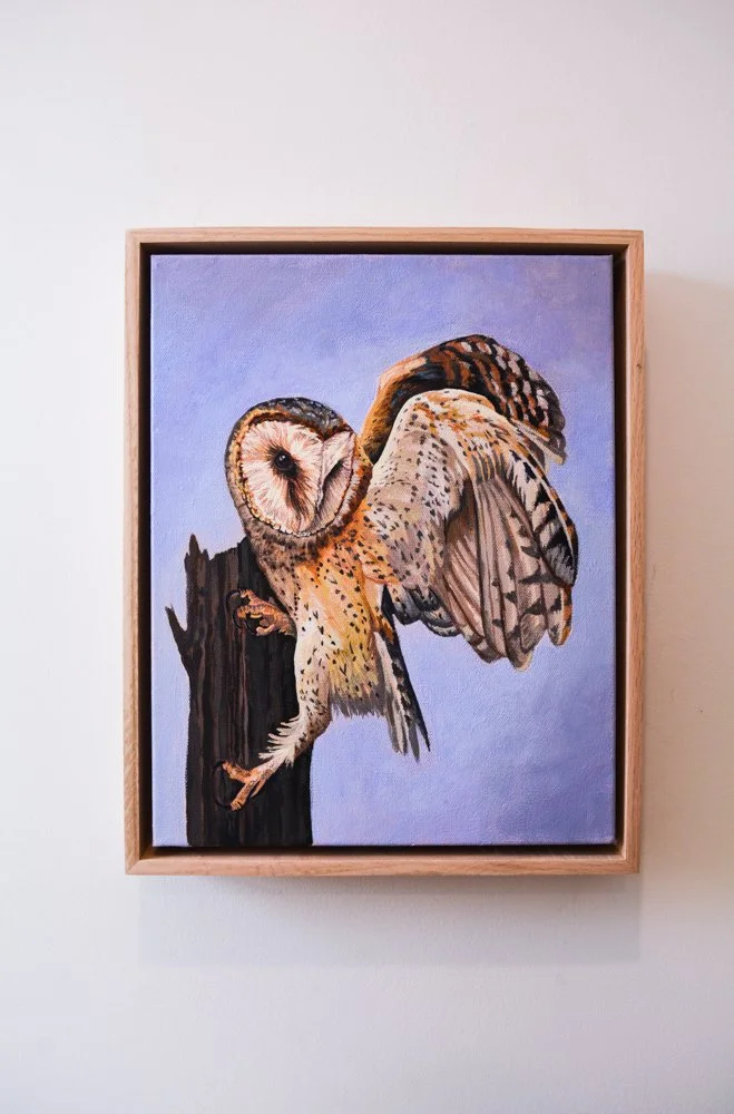 Barn Owl Poised for Flight