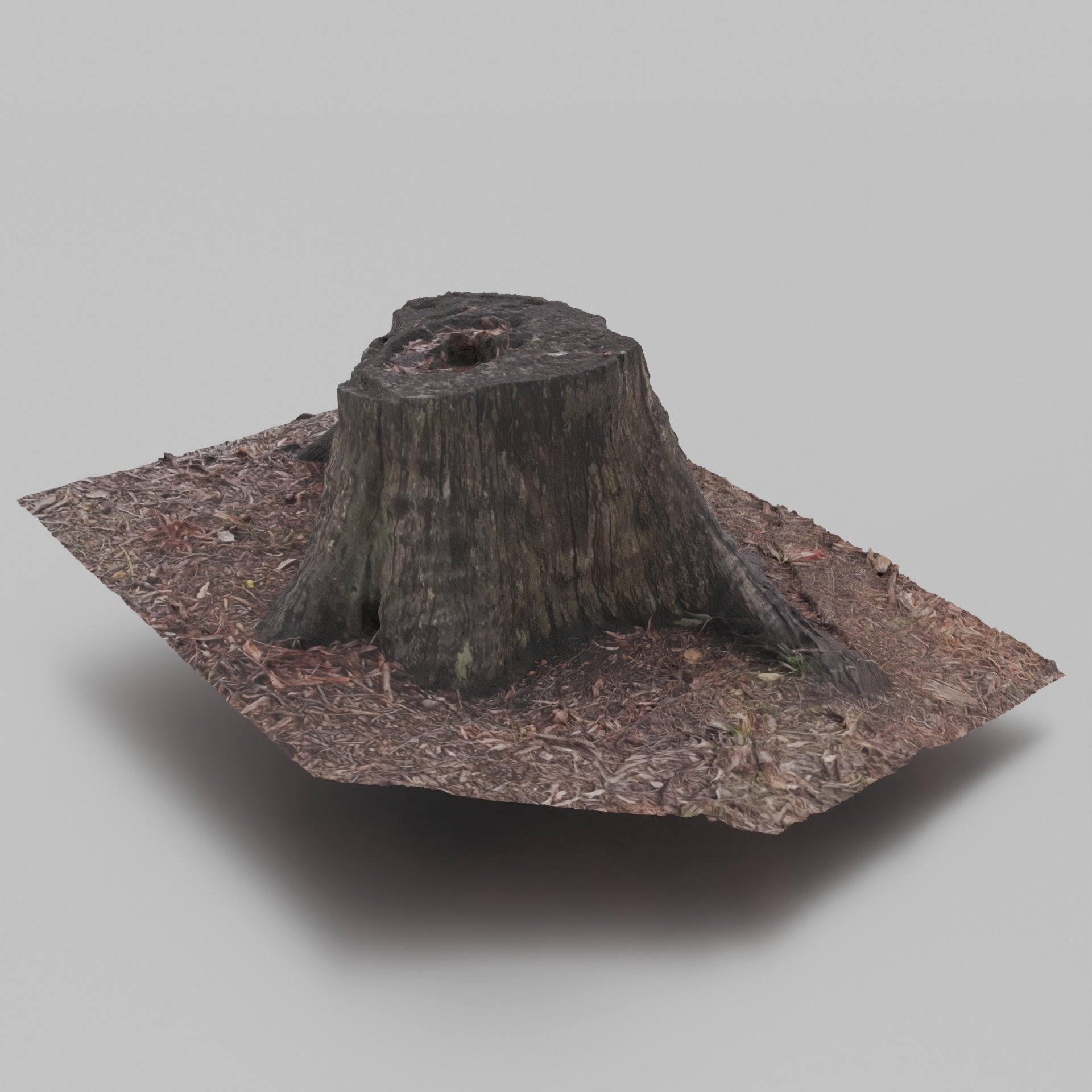 Tree Trunk 1 2.jpg