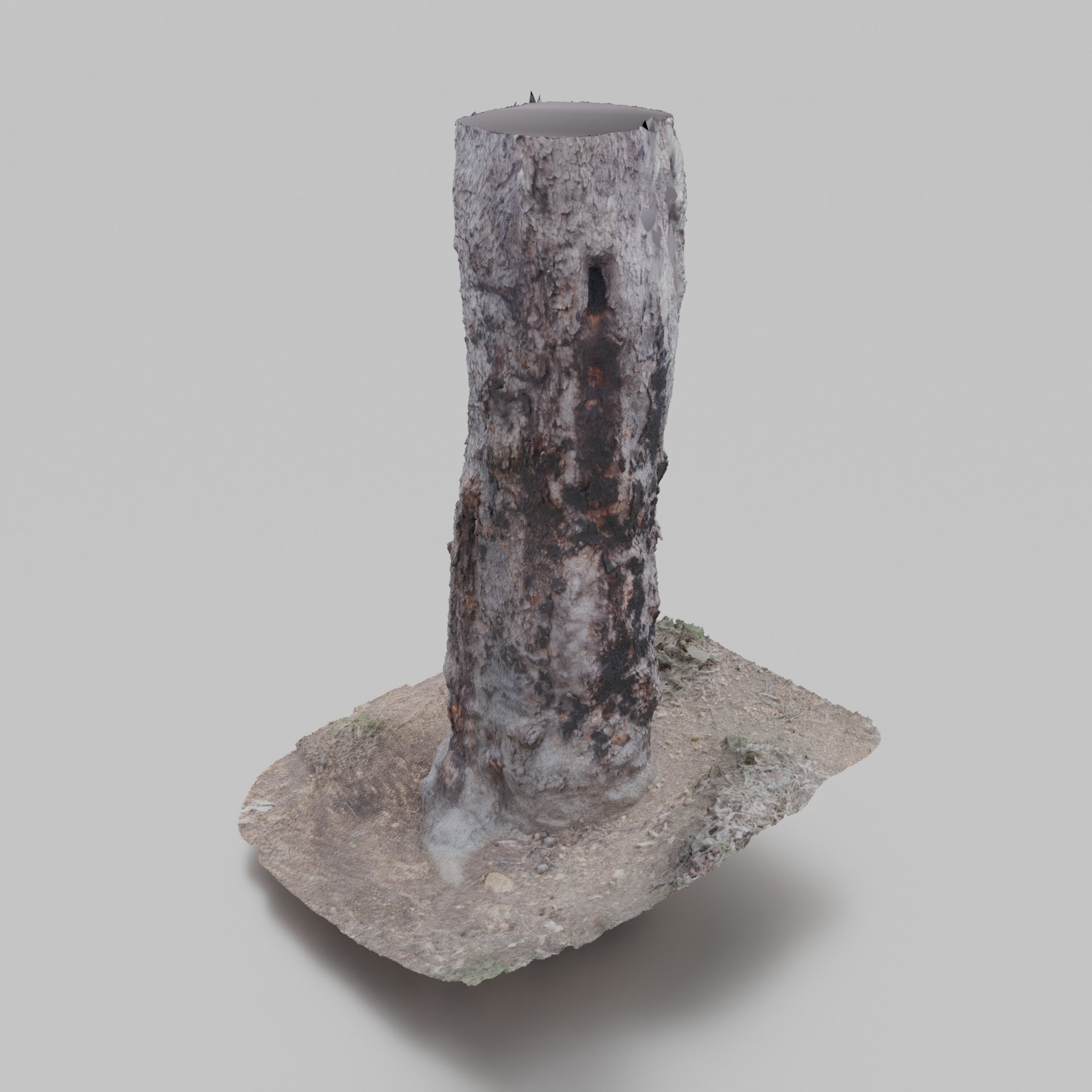 Tree Trunk 2 1.jpg