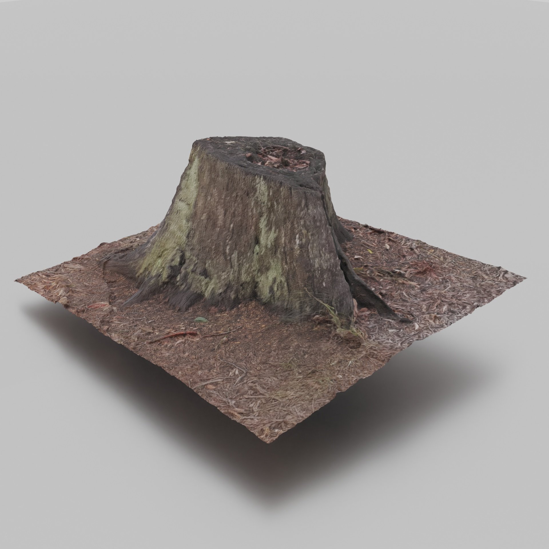 Tree Trunk 1 1.jpg