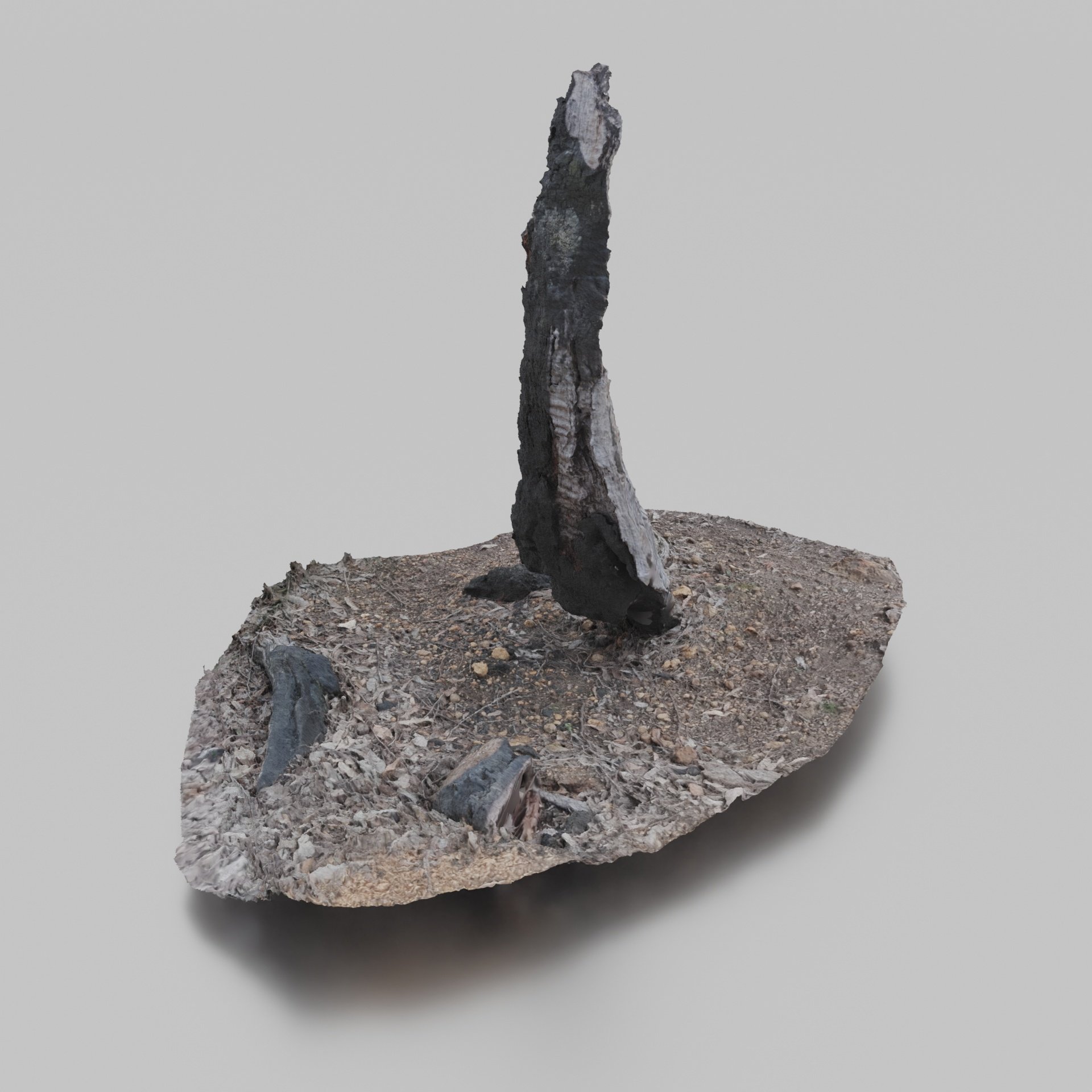 Burnt Tree Trunk 1.jpg