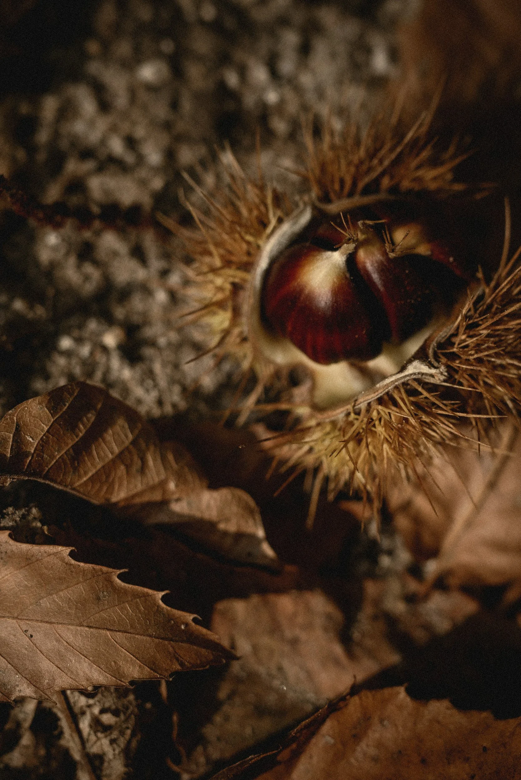 A closed chestnut burr on the ground surrounded by dry leaves.