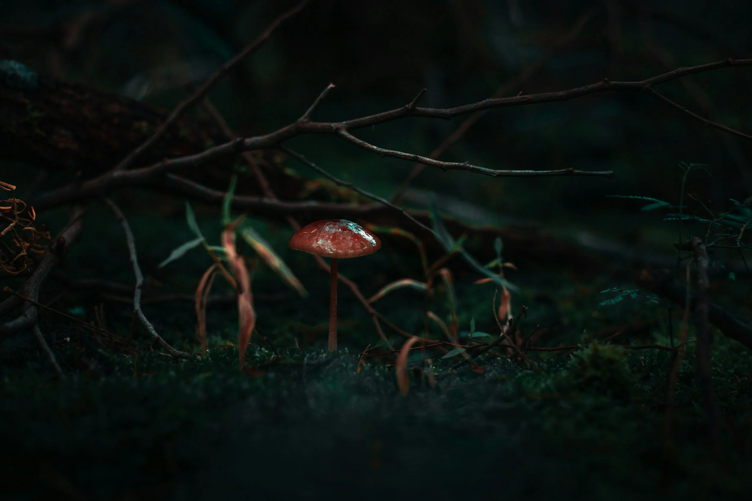 A small red mushroom growing on the forest floor among moss, twigs, and fallen leaves in a dark, moody forest scene.