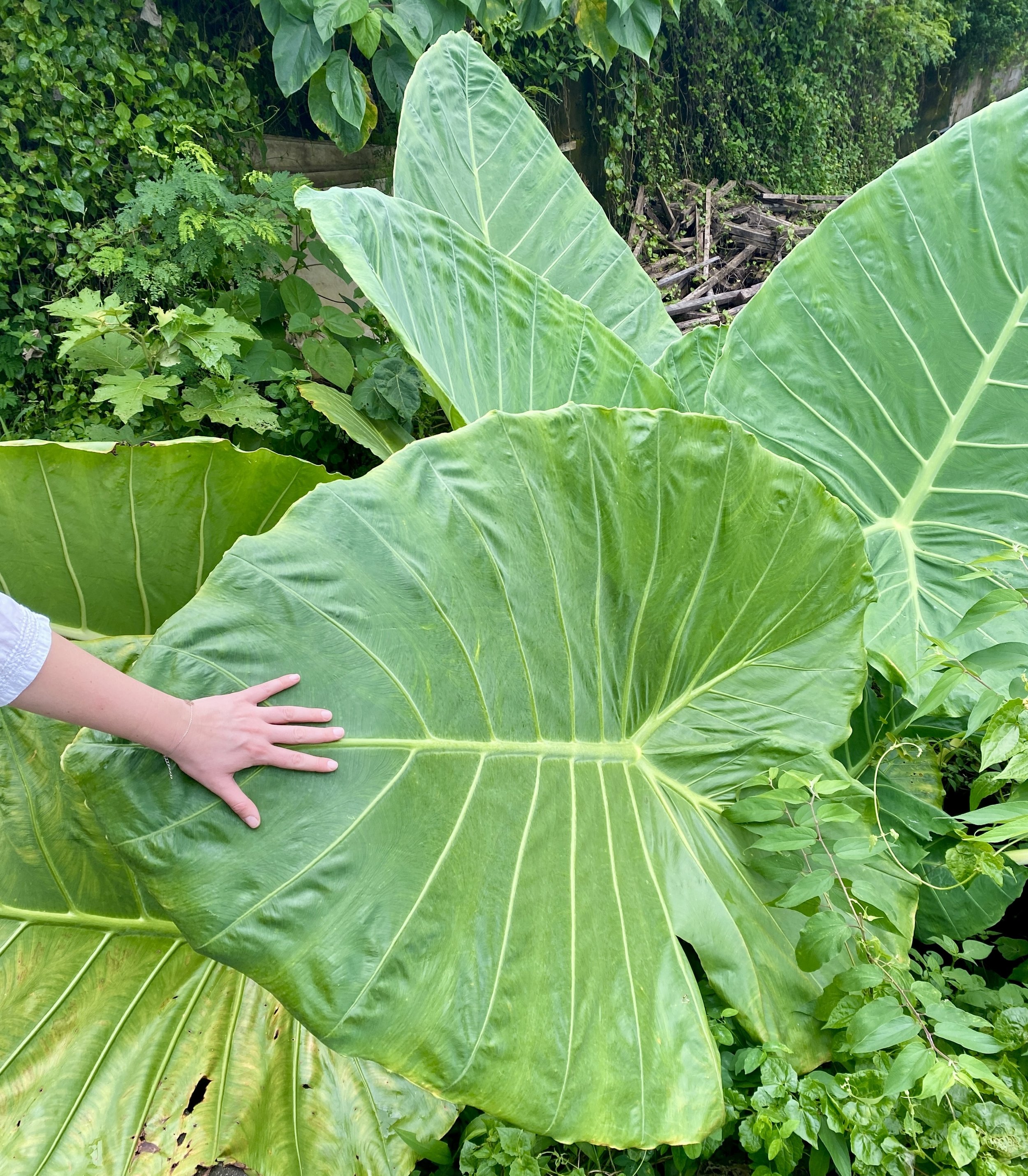 First impressions of Bali