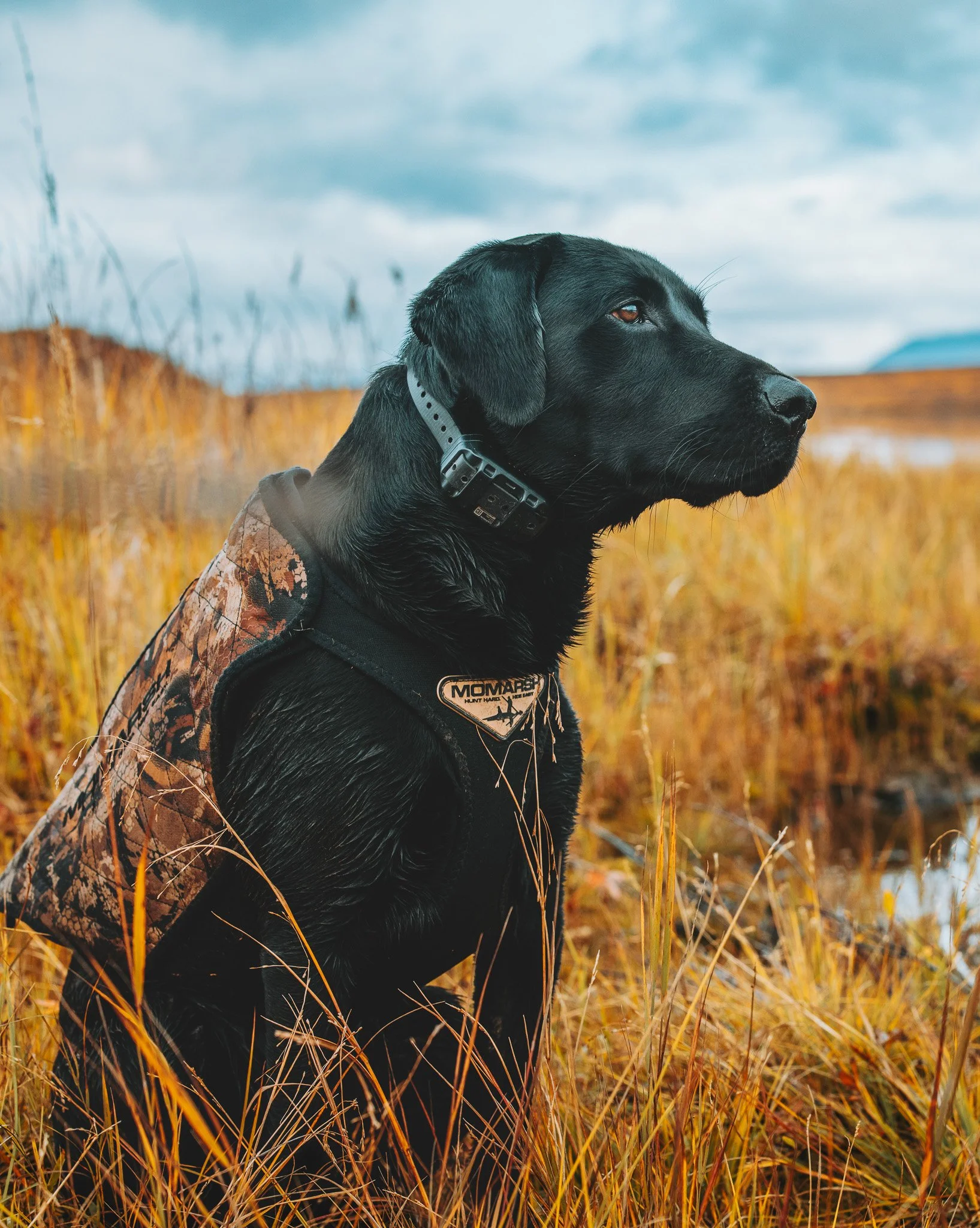A black Labrador retriever wearing a camouflage hunting vest and a collar, sitting in tall golden grass outdoors, with a cloudy sky and distant mountains in the background.