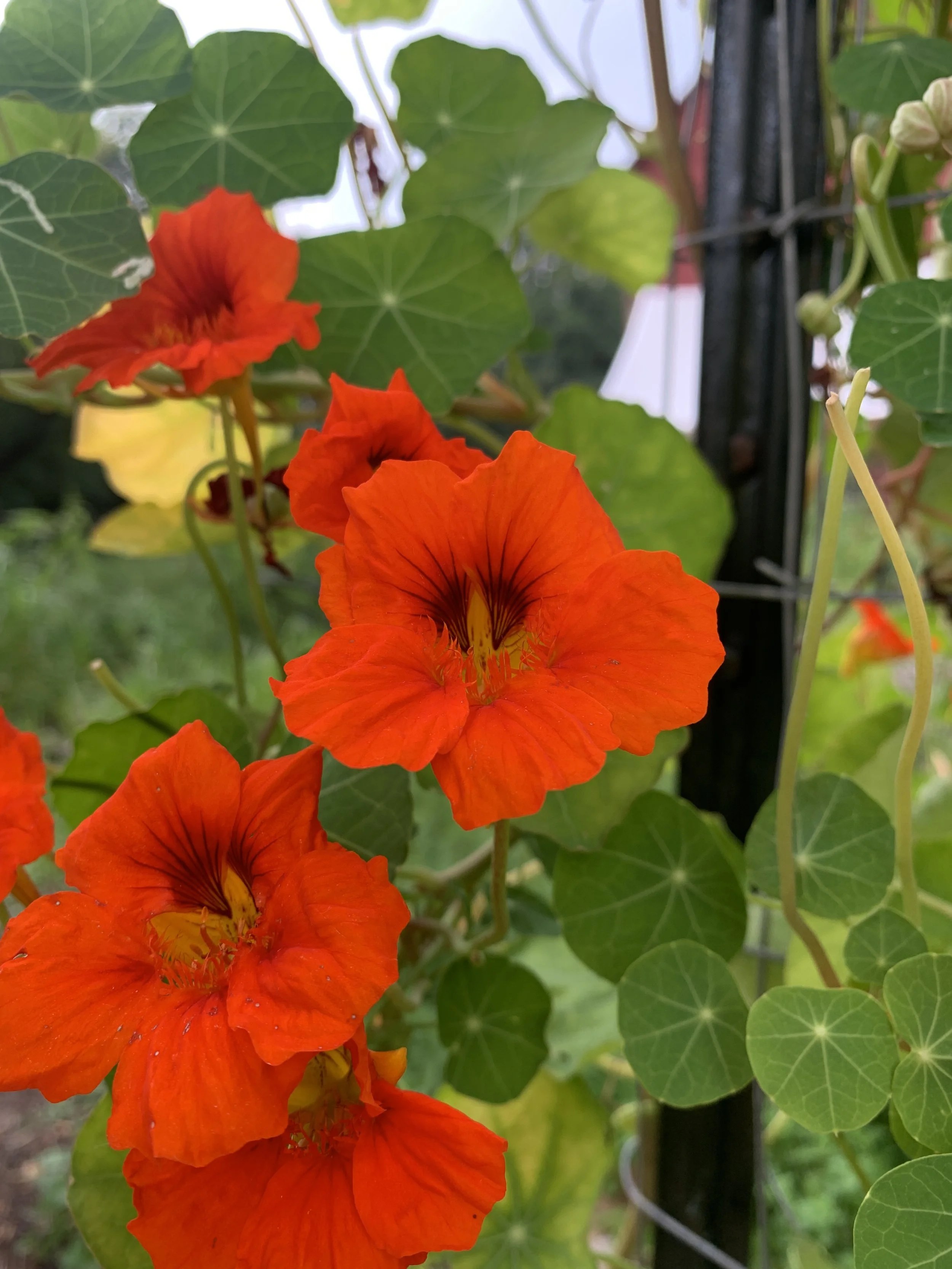 edible nasturtium flowers falls pa.JPG