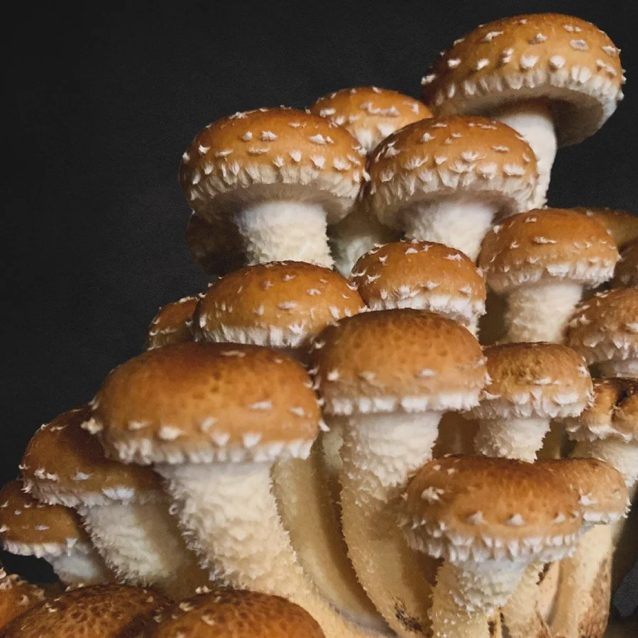 wild Notion Farms Chestnut Mushrooms Falls PA.JPG