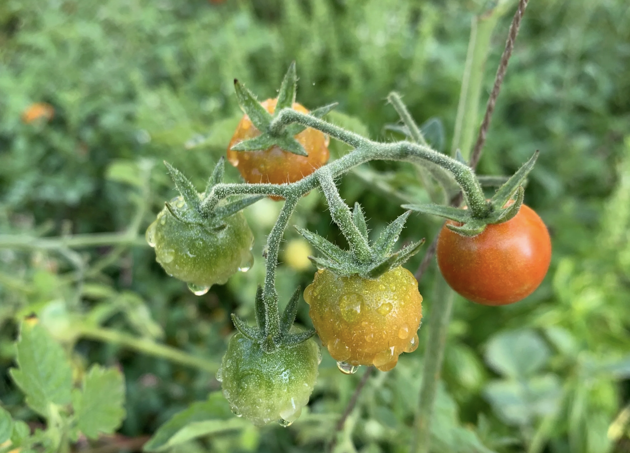 Our Favorite Veggie Varieties: