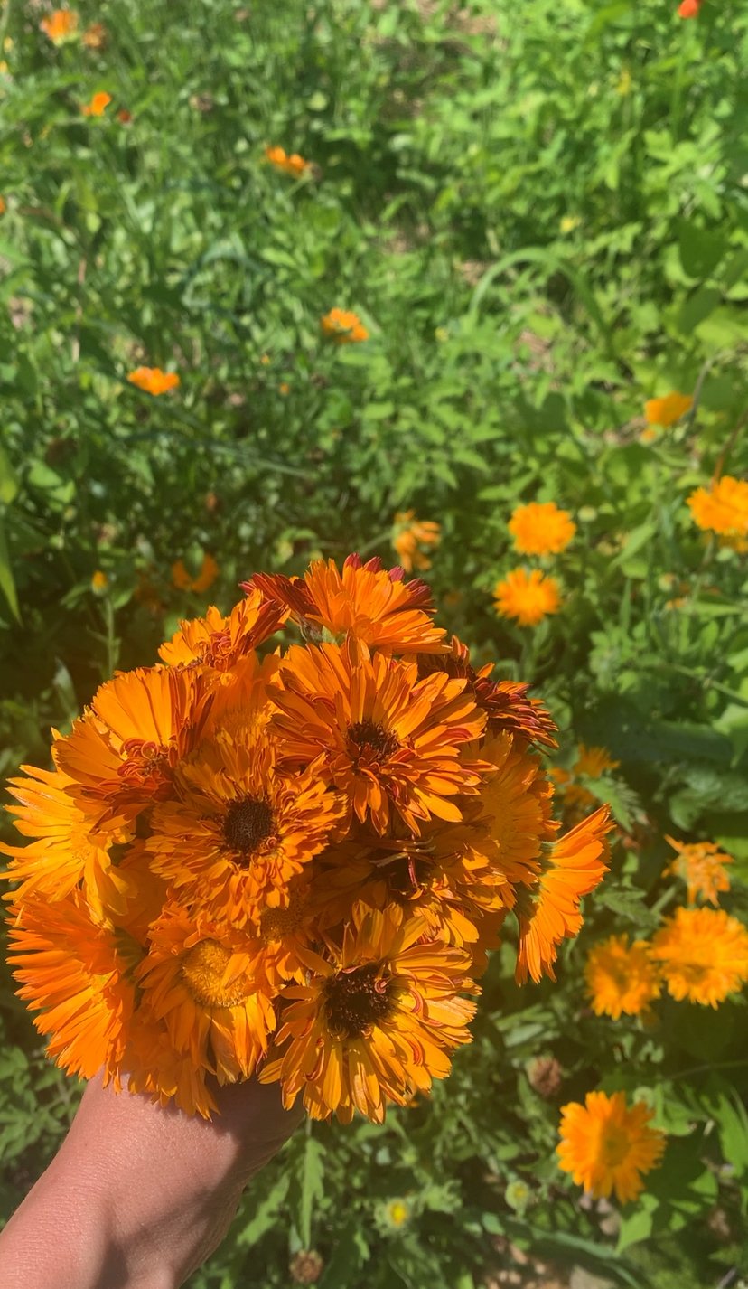 Calendula edible flowers from wild notion farms.jpg