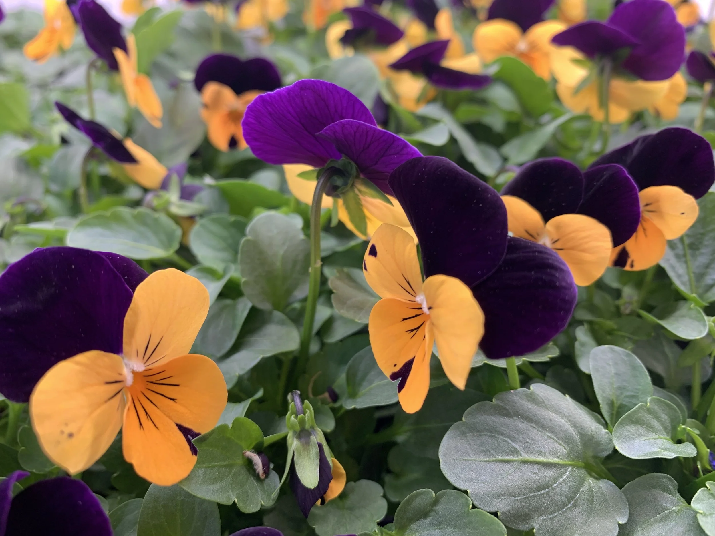 Wild Notion Farms Edible Flowers.JPG