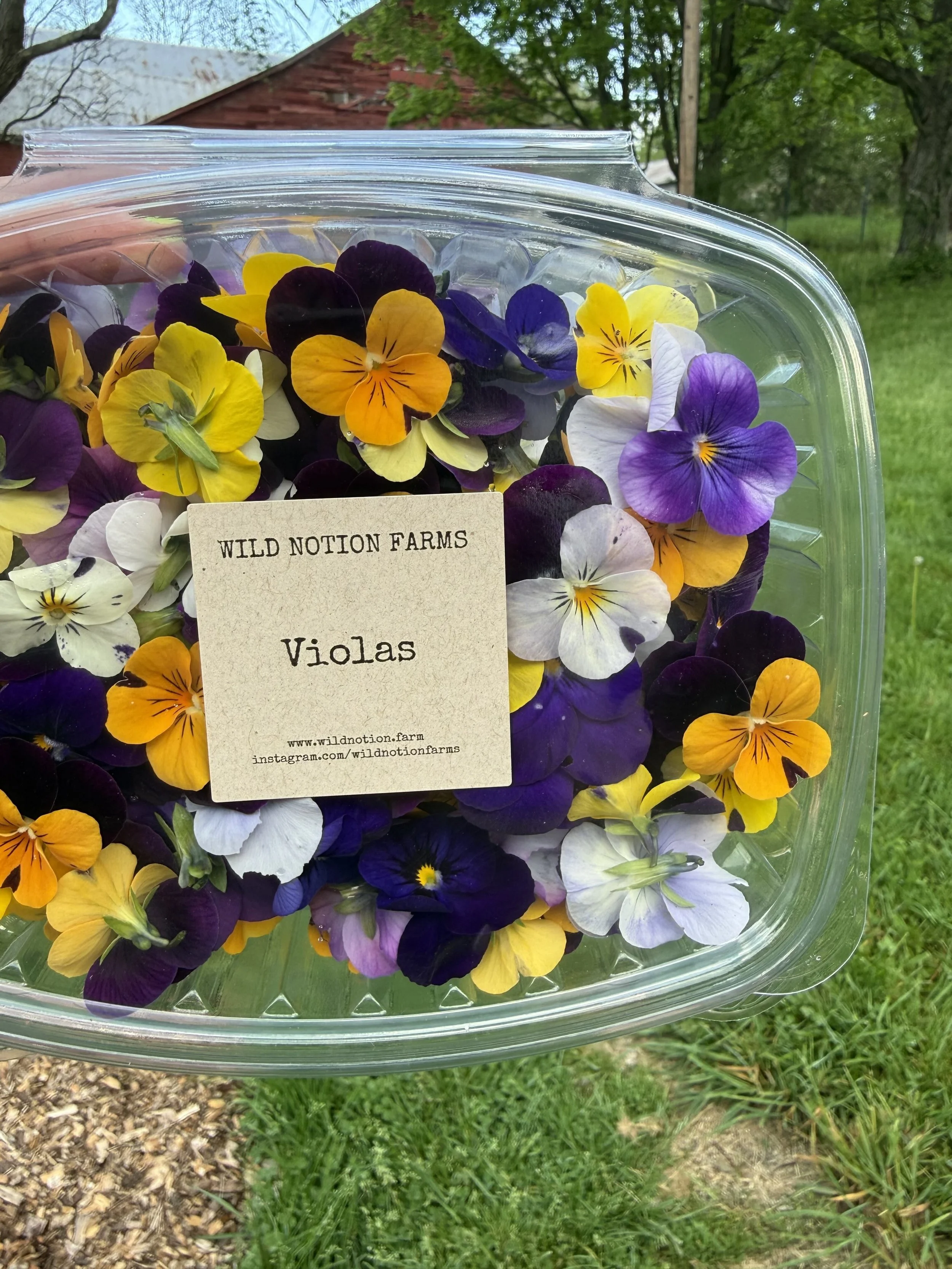edible flowers in falls pa violas from wild notion farms.jpg