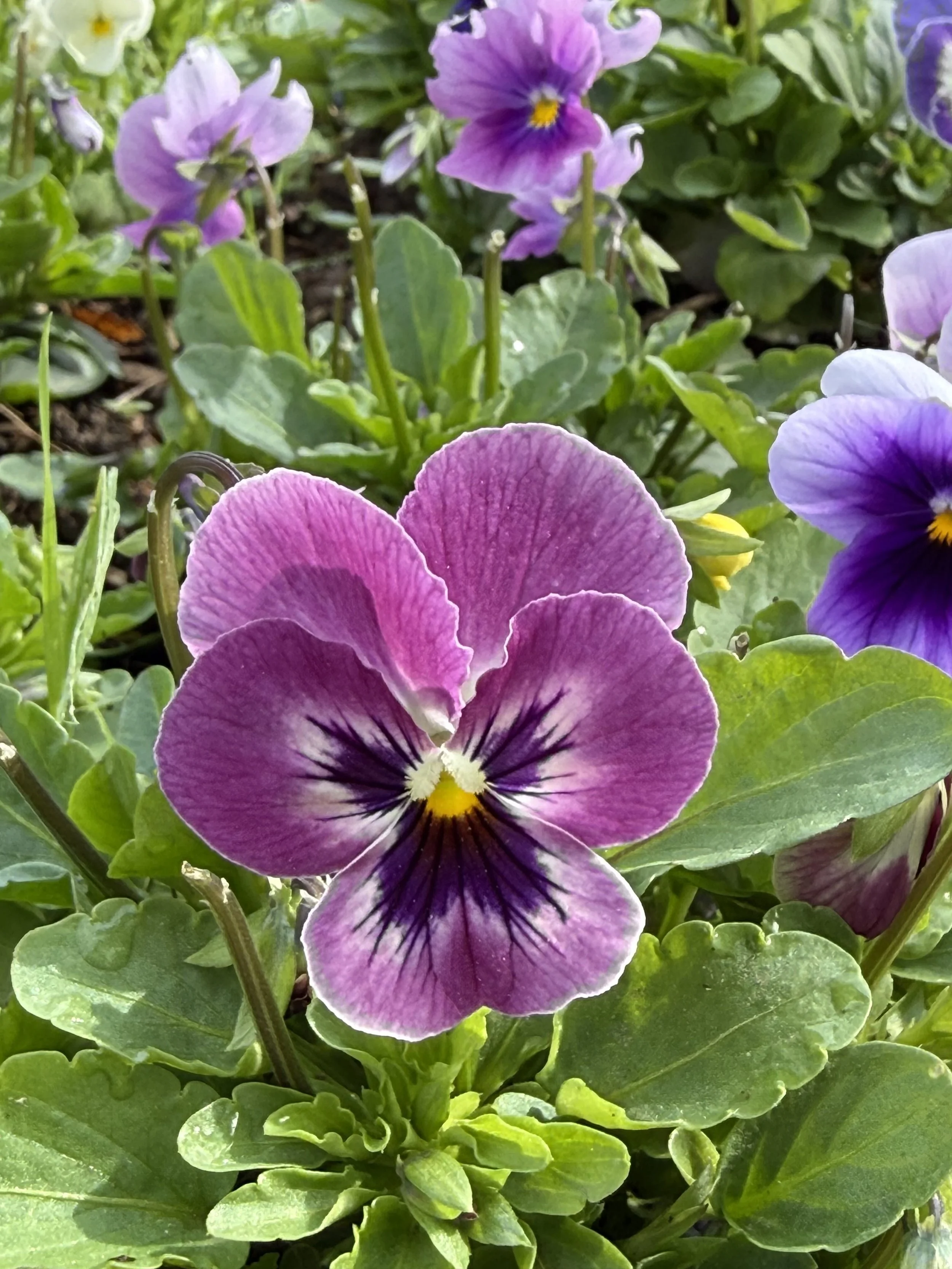 edible flowers northeastern pa wild notion farms purple viola.jpg