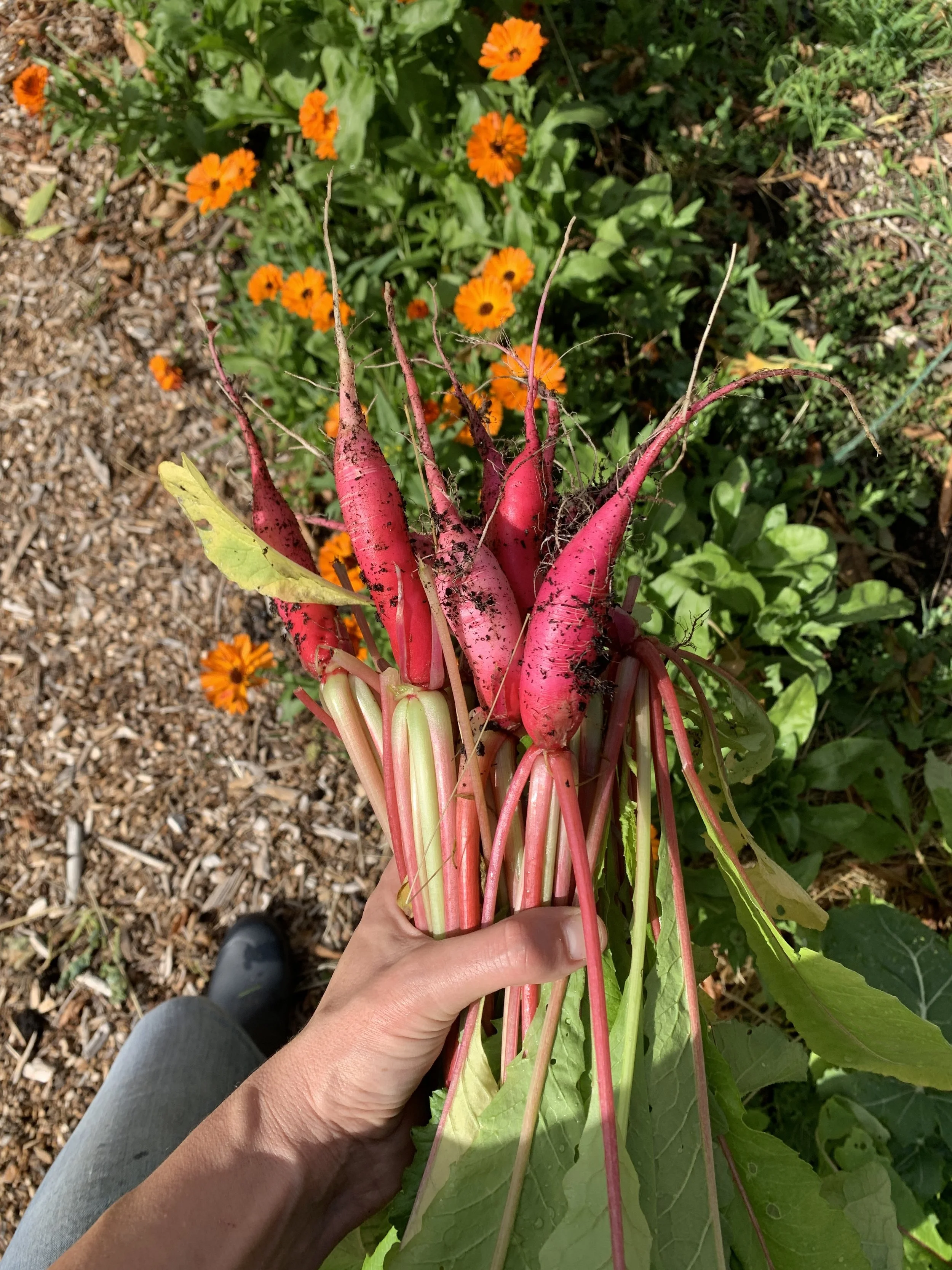 Cincinnati Market Radish