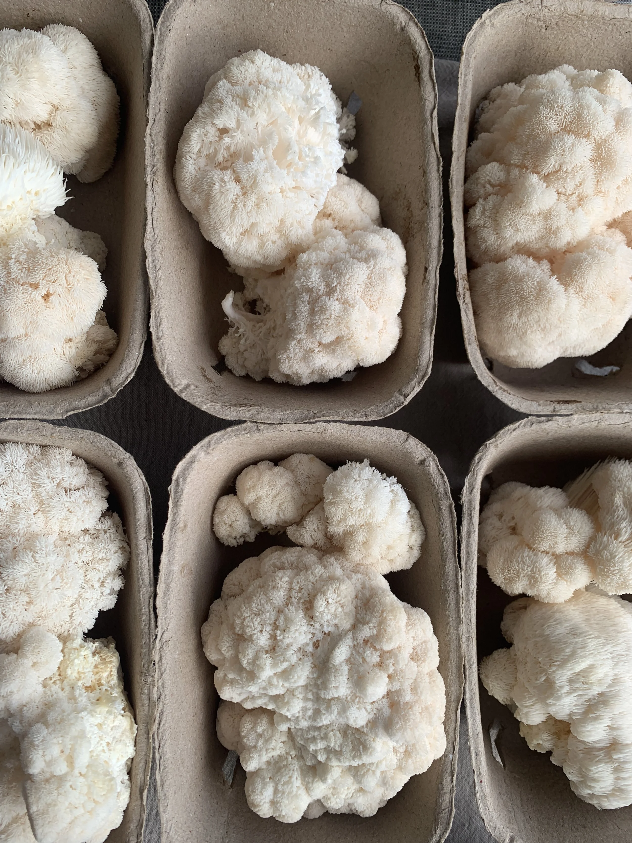 locally grown wild notion farms mushrooms northeastern PA.JPG