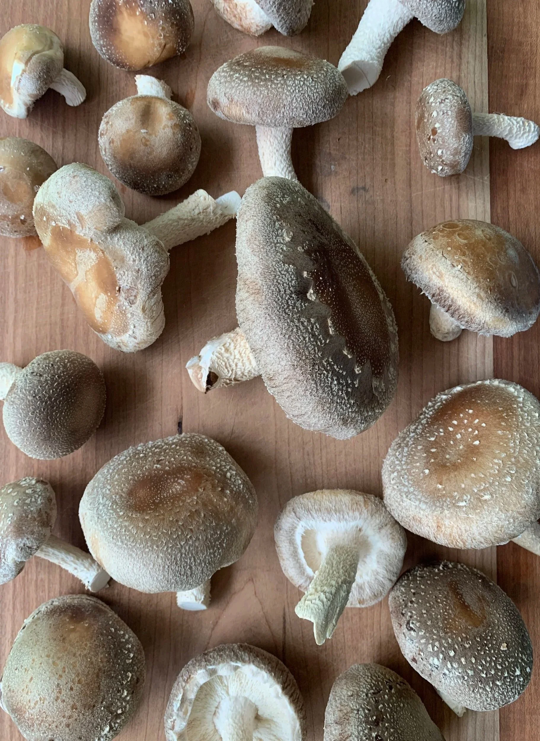 wild+notion+farms+mushrooms+falls+pa.jpg
