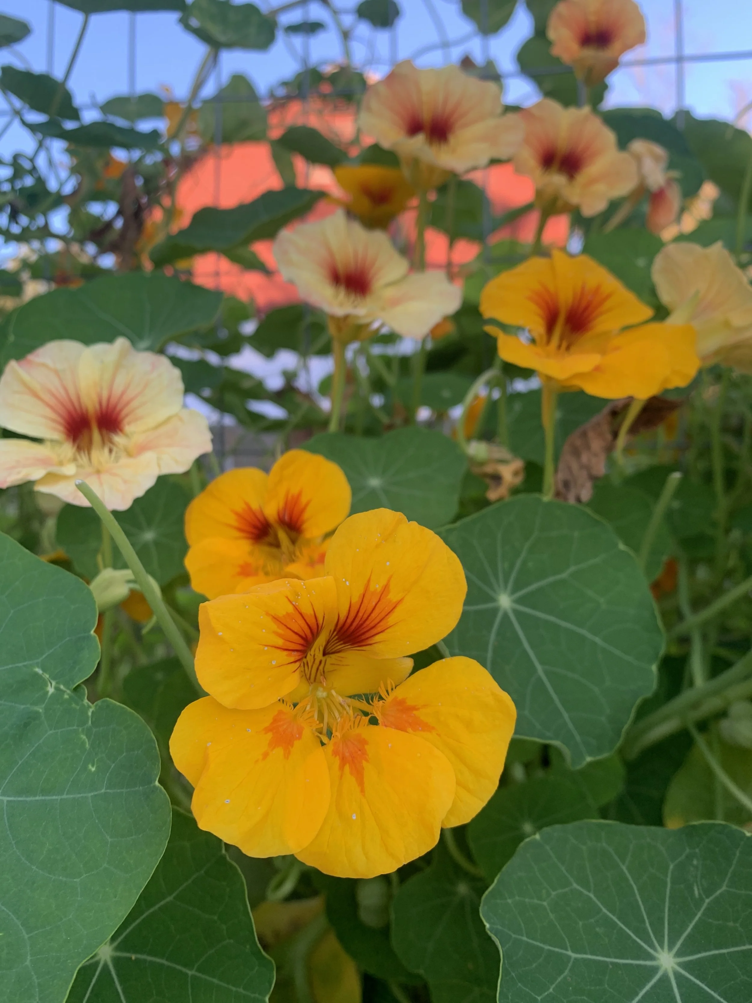 Nasturtium Flowers Wild Notion Farms Falls PA.JPG