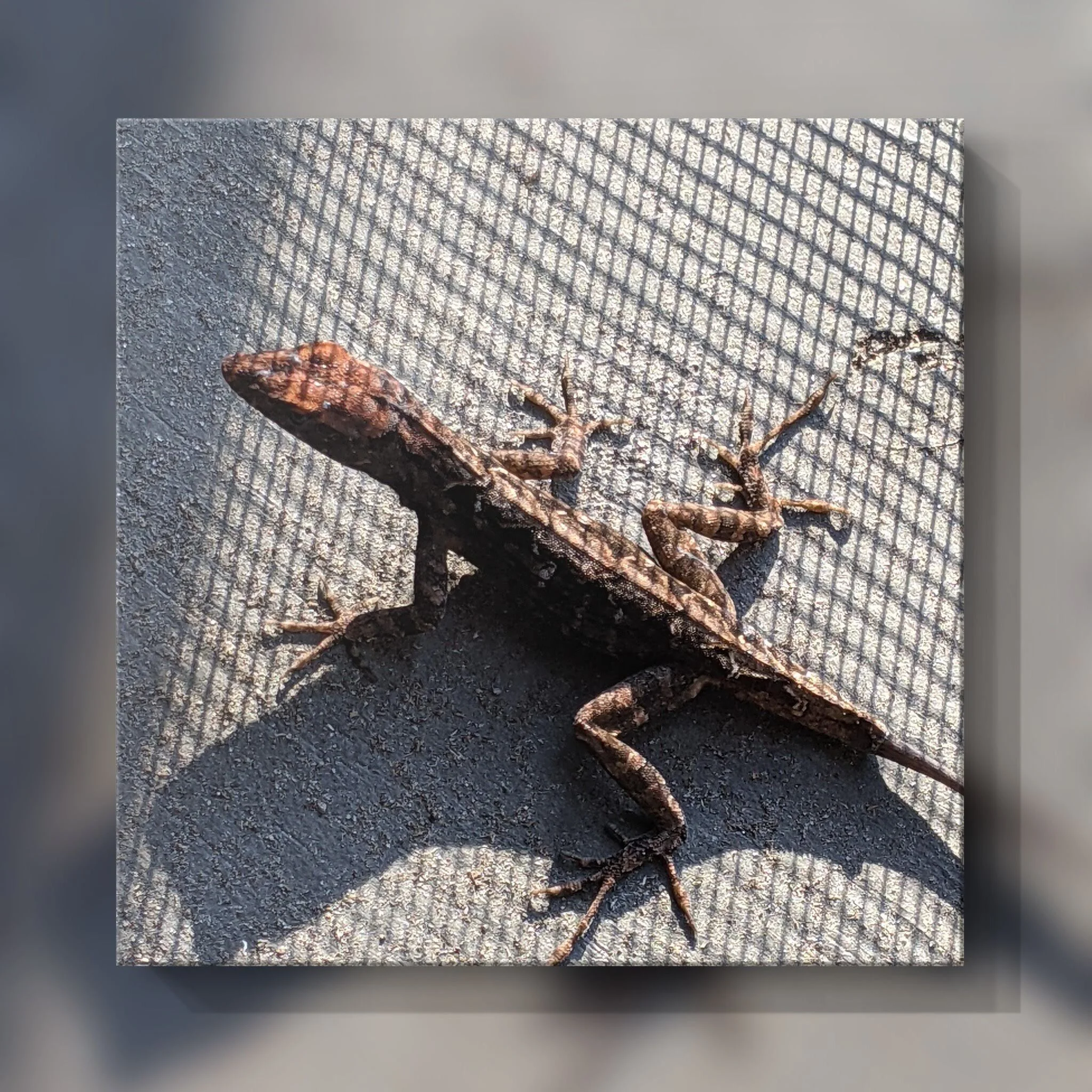 The Lizard Who Rescued Me