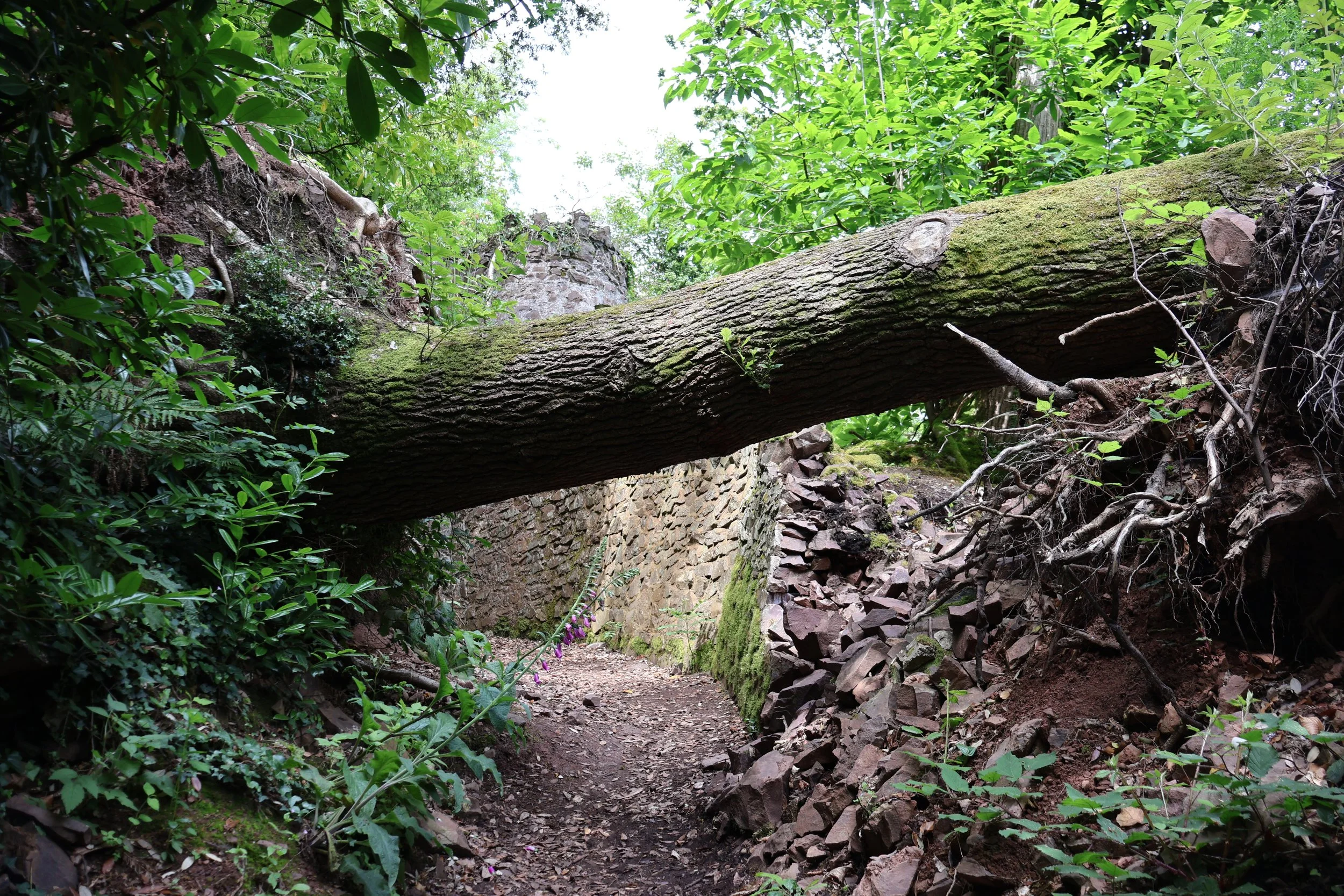 The magic of a woodland adventure