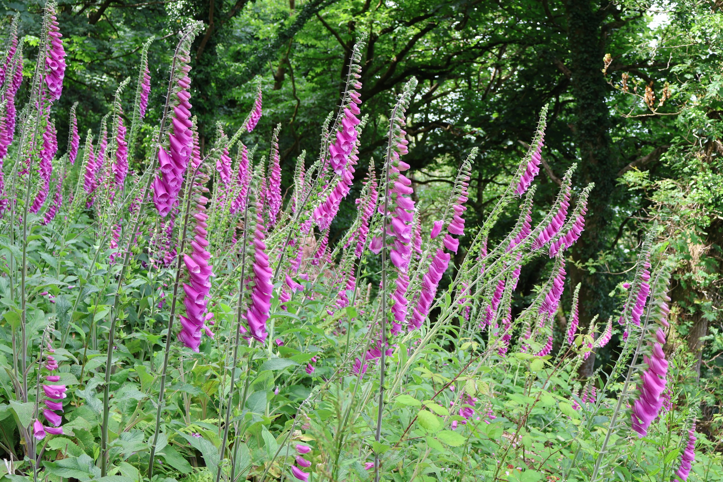 Foxgloves in flower in June