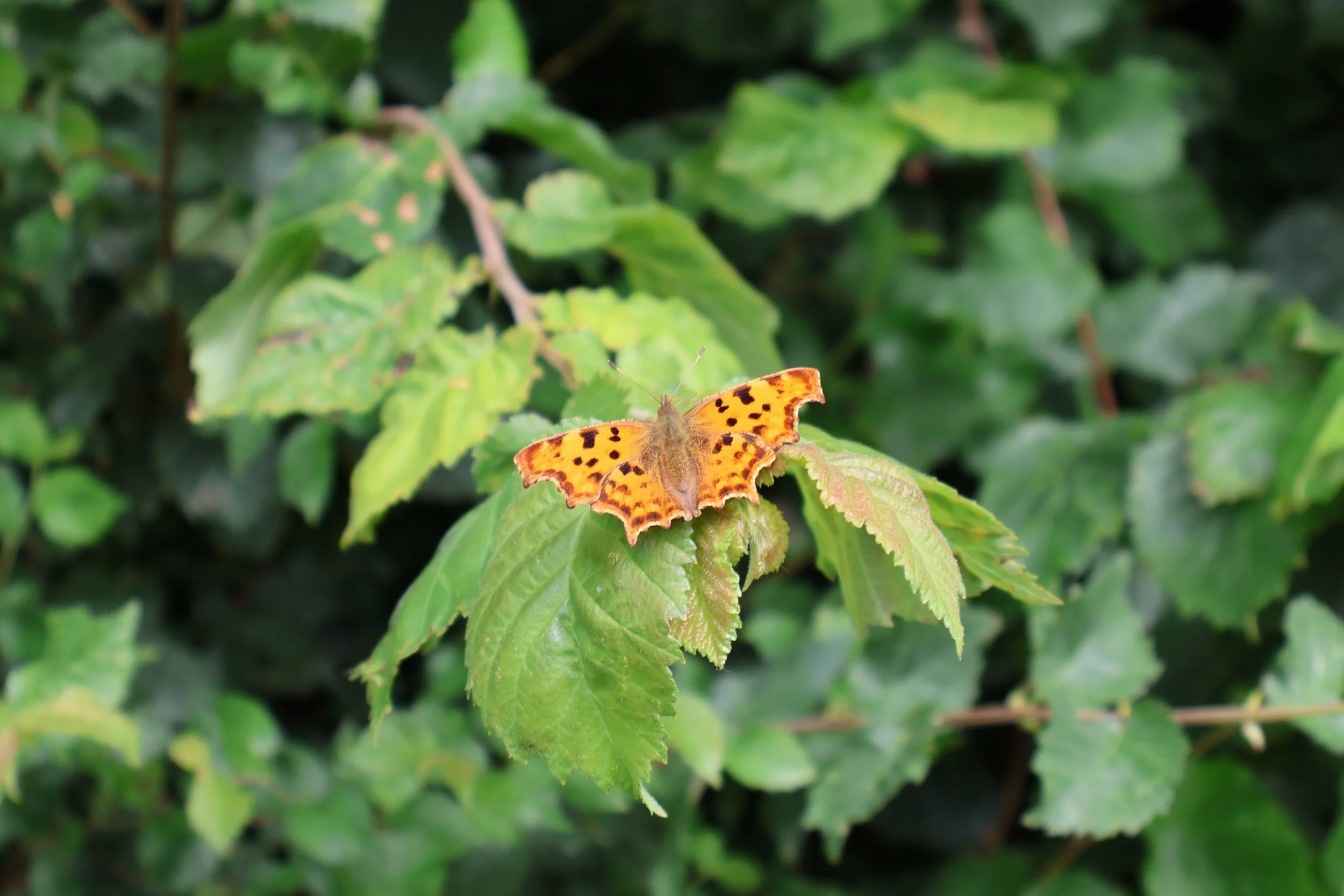 The butterfly that distracted us by being so flipping pretty sat there on the leaf