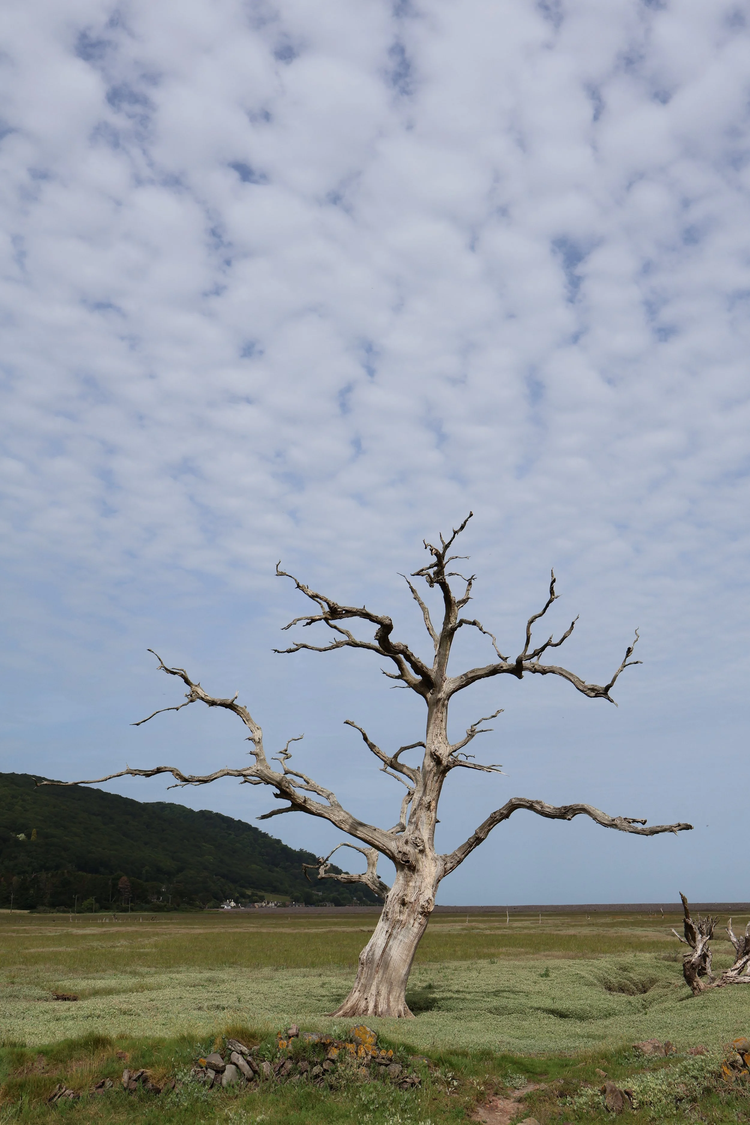 Determined to stand tall.