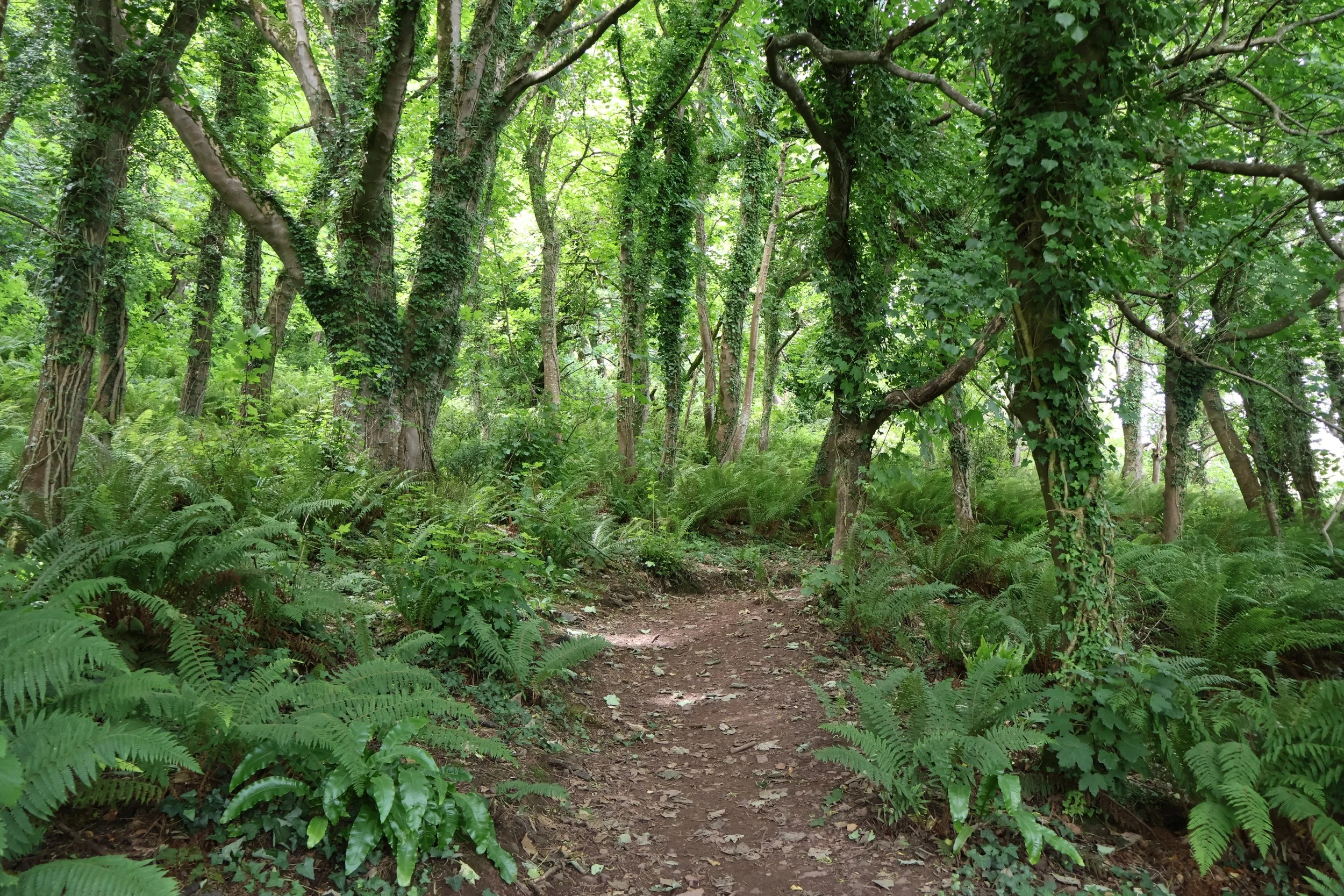 The South West Coast Path crossing through woodland in summer