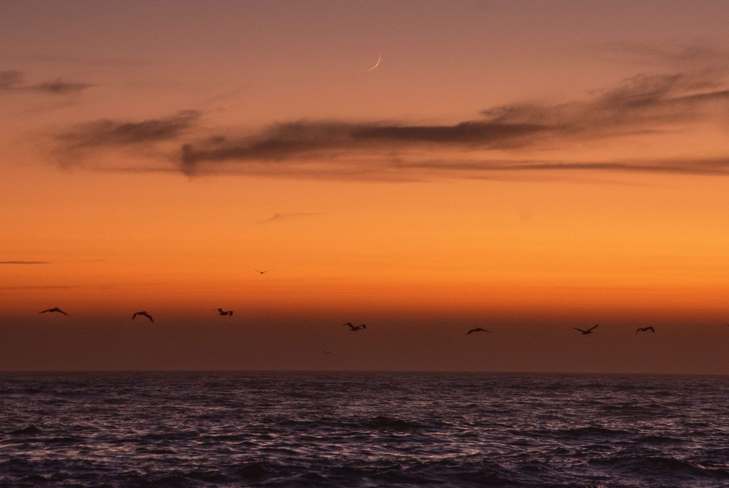 DSC_8238-1.jpg