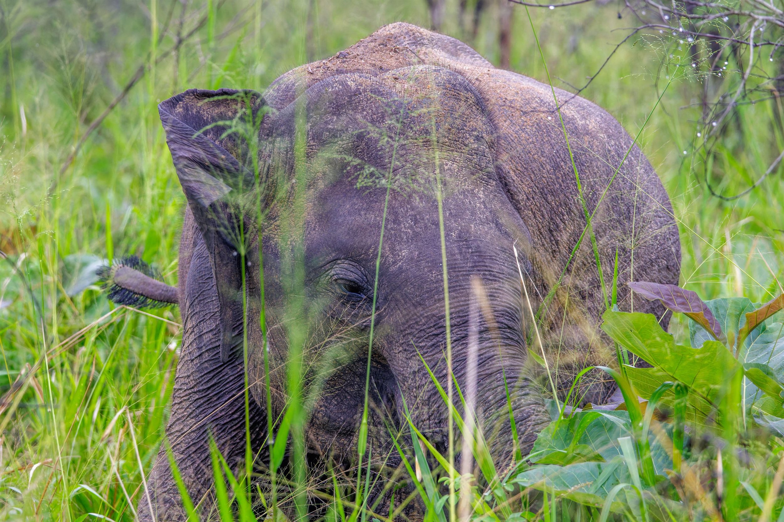 Sri Lanka 2024 IMGC4530-CR3_DxO_DeepPRIMEXD Export.jpg