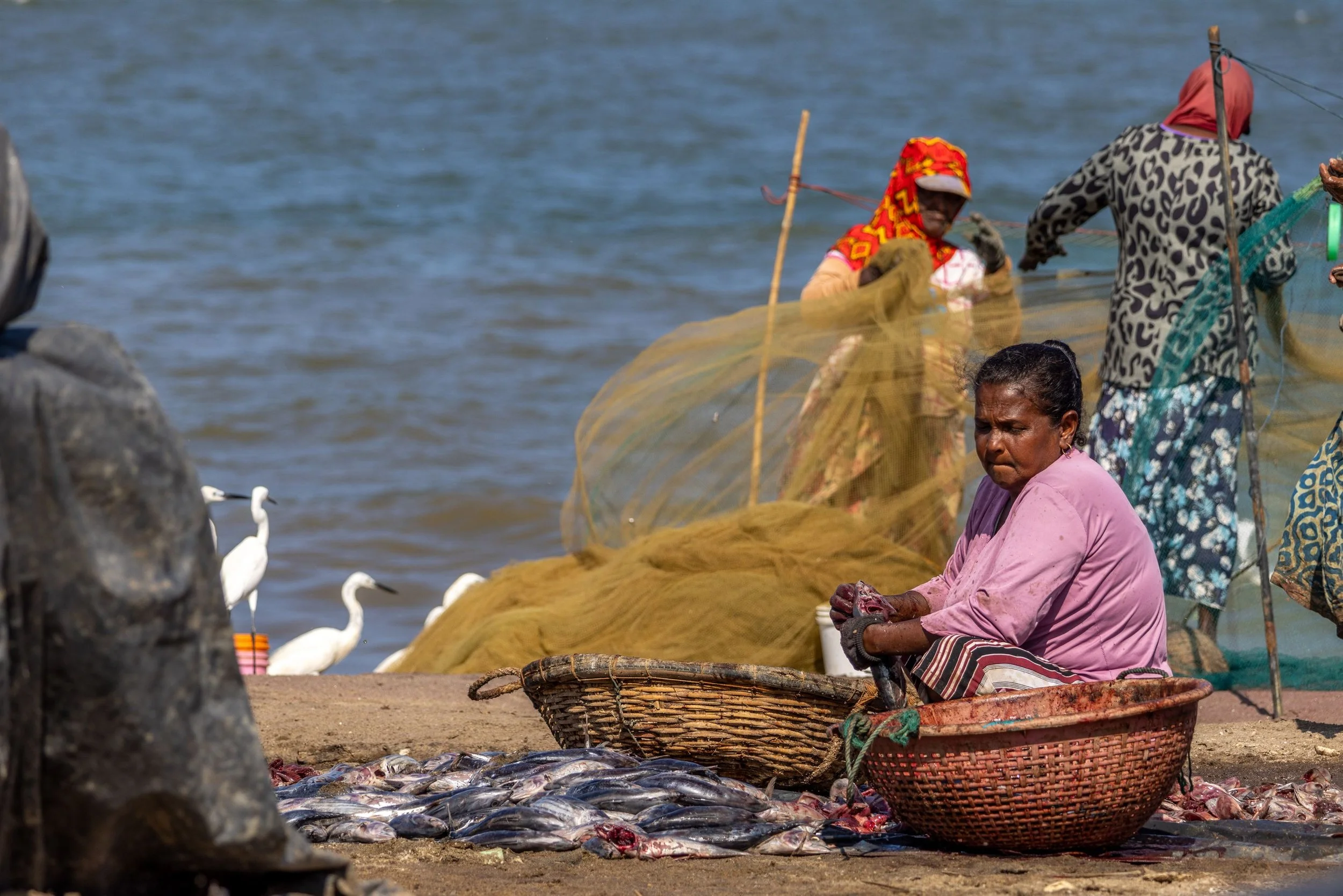 Sri Lanka 2024 IMGC3843 Export.jpg